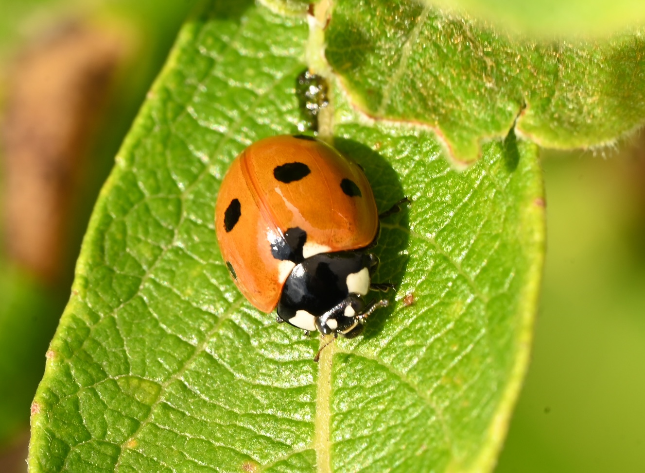 Photo taken on 30-08-2026 in Akalla, Sweden, with the Nikon Z6-II camera and Nikon Z MC 105mm f2.8 VR S lens and following settings: f18, 1/50, ISO 160.