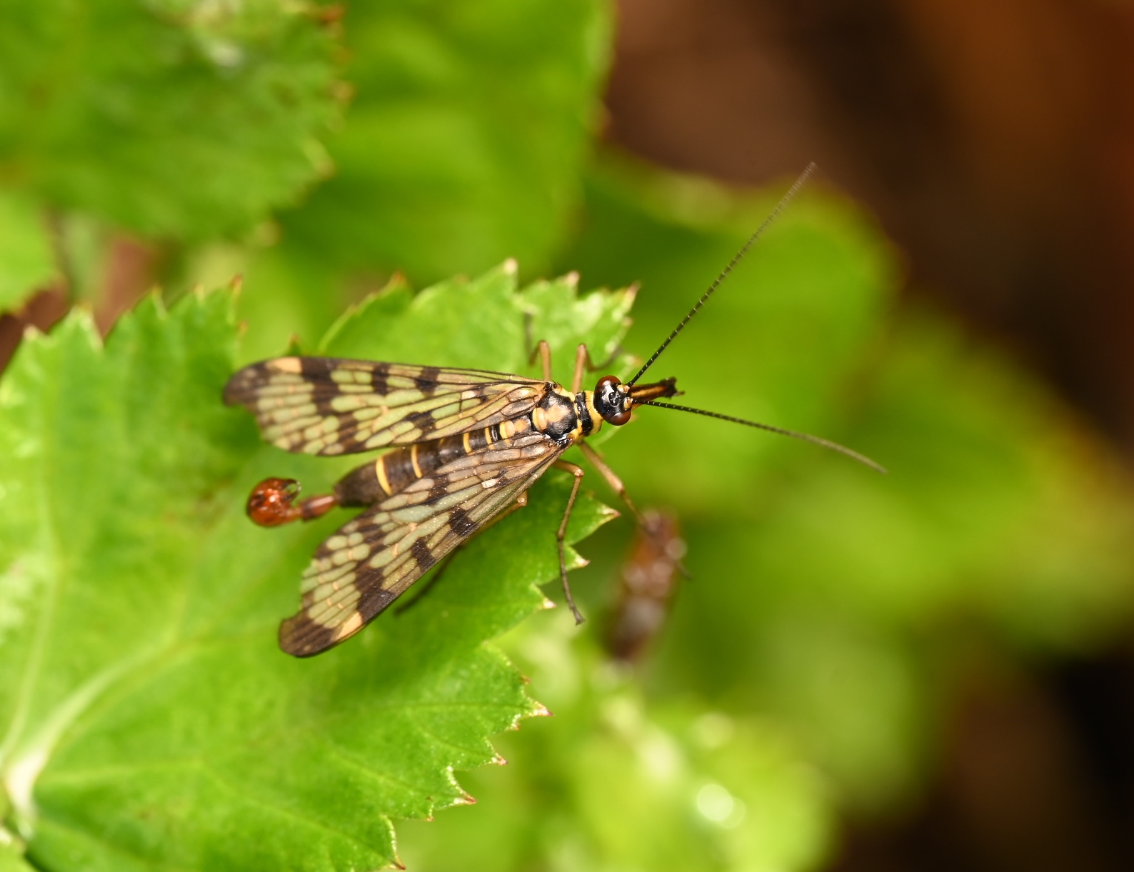 Photo taken on 30-08-2026 in Barkarby, Sweden, with the Nikon Z6-II camera and Nikon Z MC 105mm f2.8 VR S lens and following settings: f10, 1/50, ISO 200.