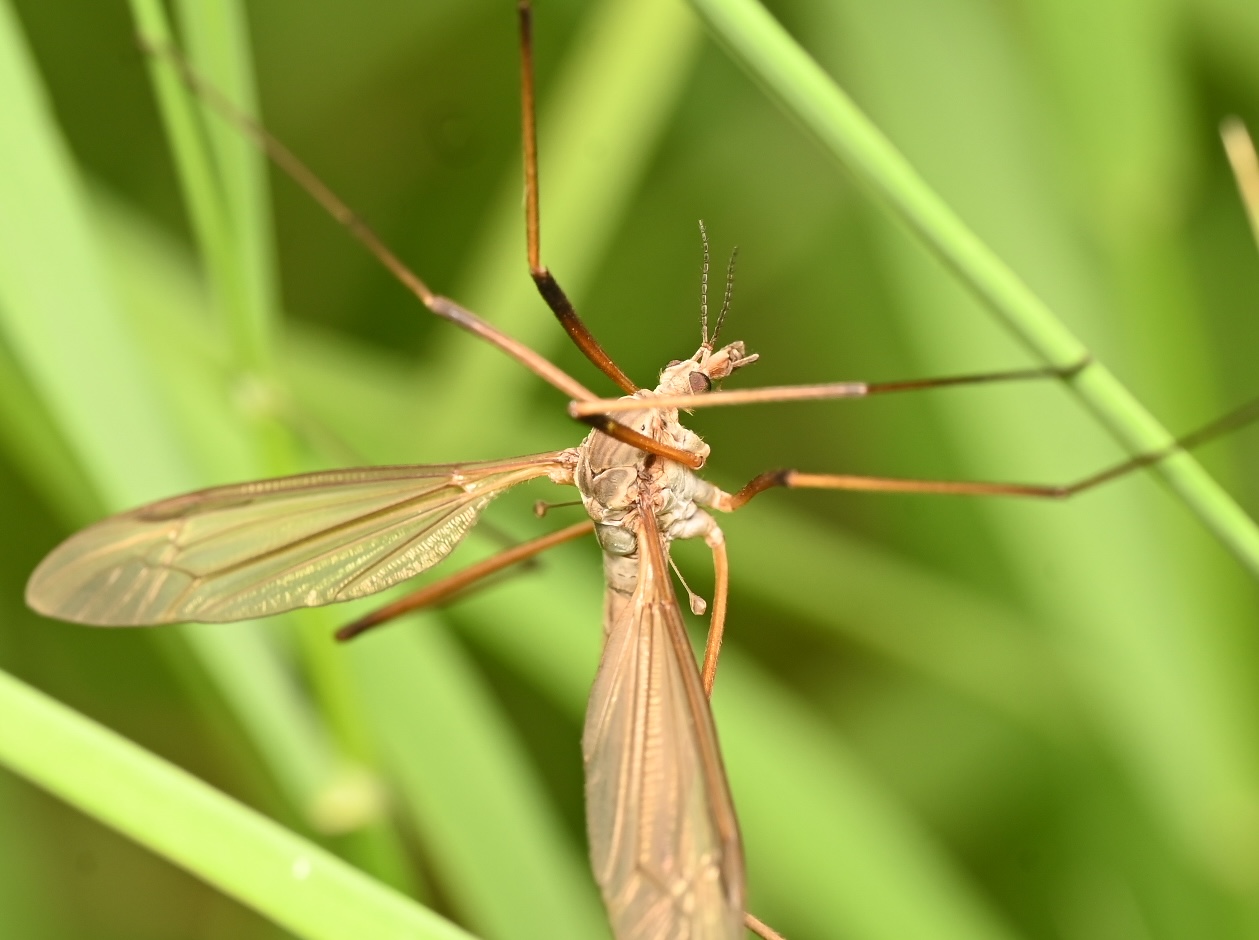 Photo taken on 22-08-2026 in Barkarby, Sweden, with the Nikon Z6-II camera and Nikon Z MC 105mm f2.8 VR S lens and following settings: f11, 1/200, ISO 250.