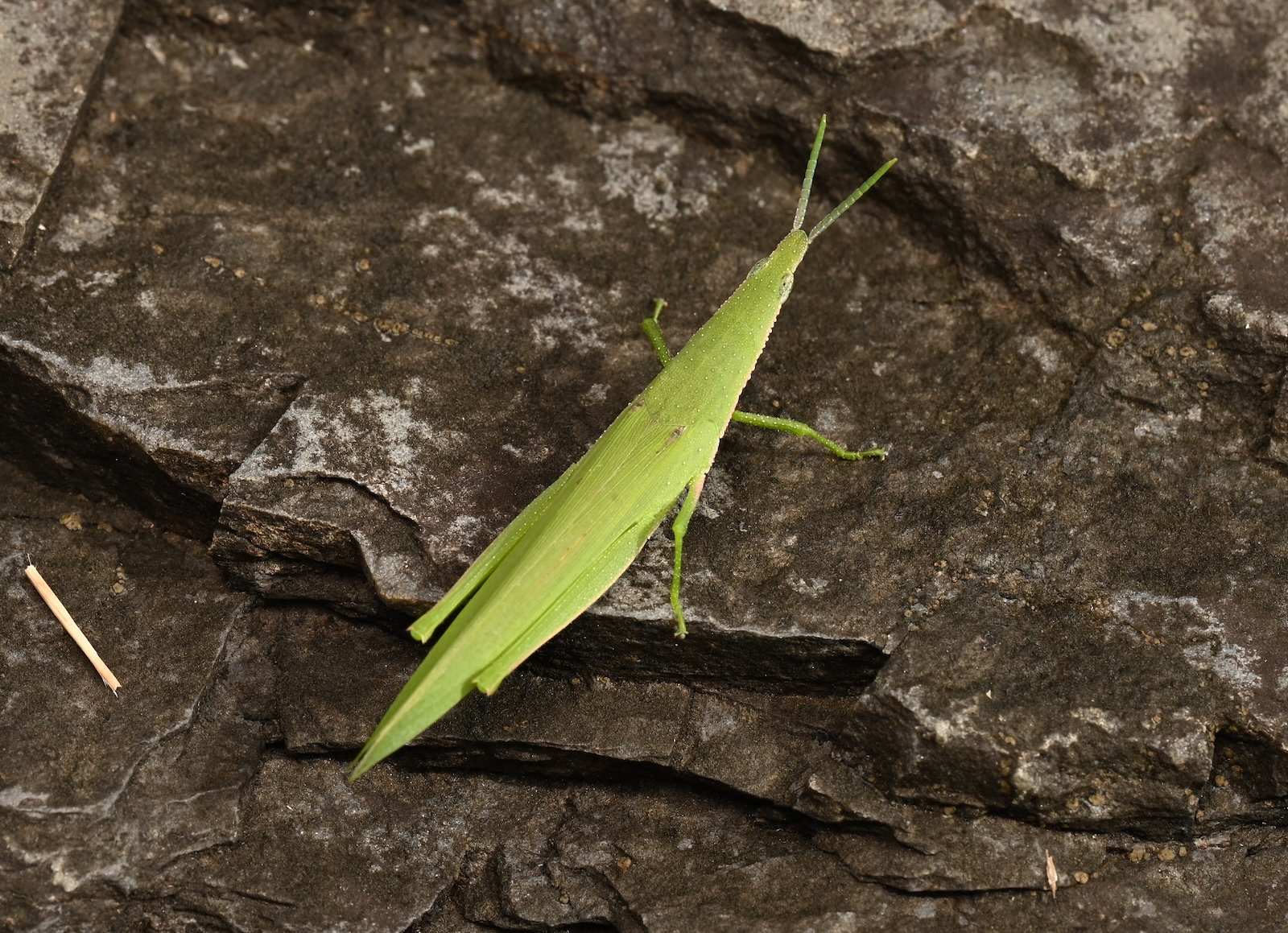 Bugs_189