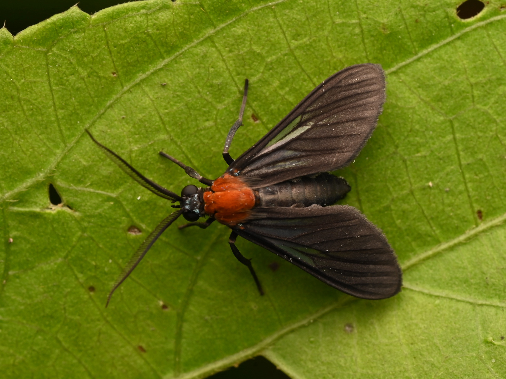 Photo taken on 31-07-2025 in La Concordia, Ecuador, with the Nikon Z6-II camera and Nikon Z MC 105mm f2.8 VR S lens and following settings: f18, 1/200, ISO 320.