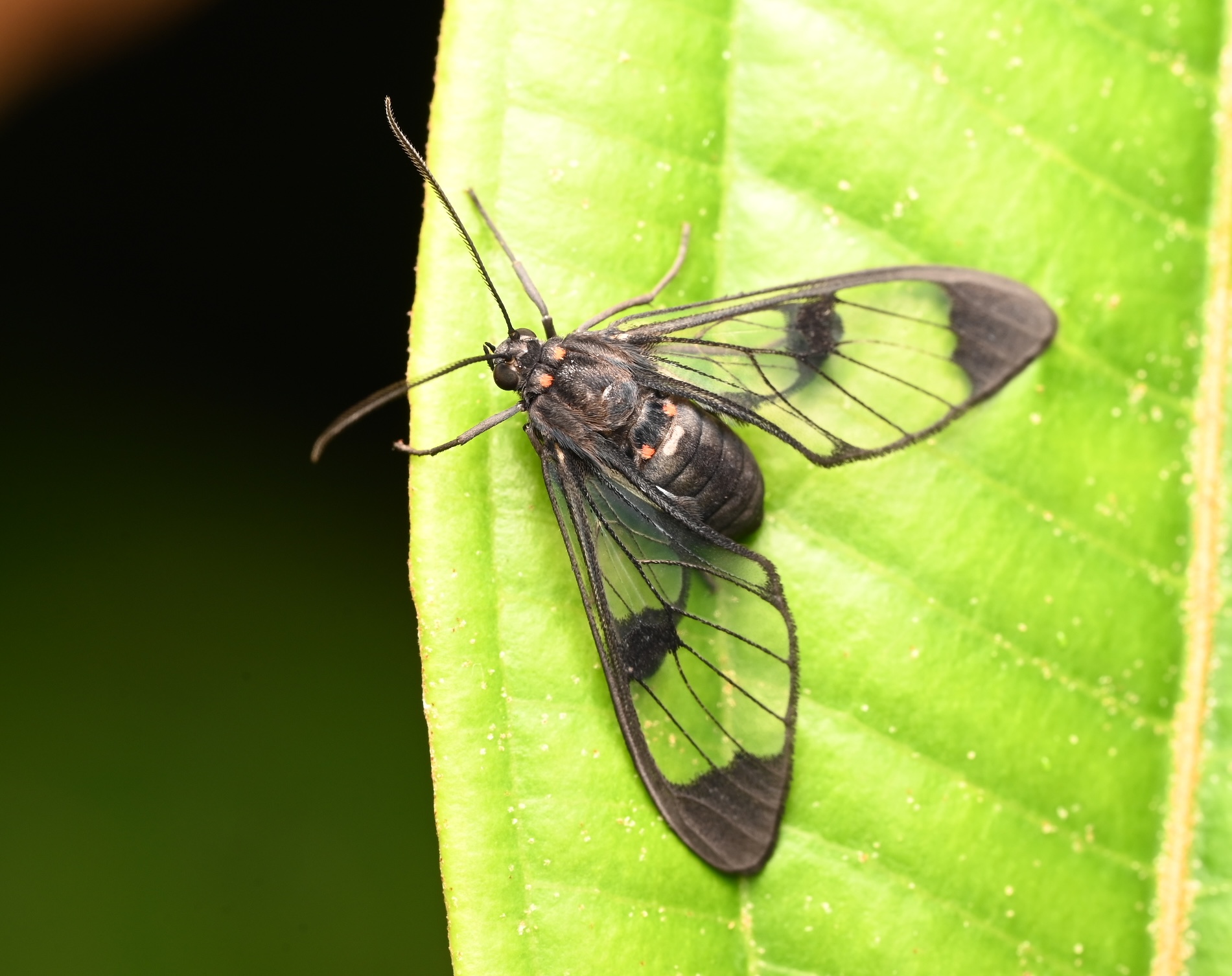 Photo taken on 05-08-2025 in Puyo, Ecuador, with the Nikon Z6-II camera and Nikon Z MC 105mm f2.8 VR S lens and following settings: f16, 1/200, ISO 320.