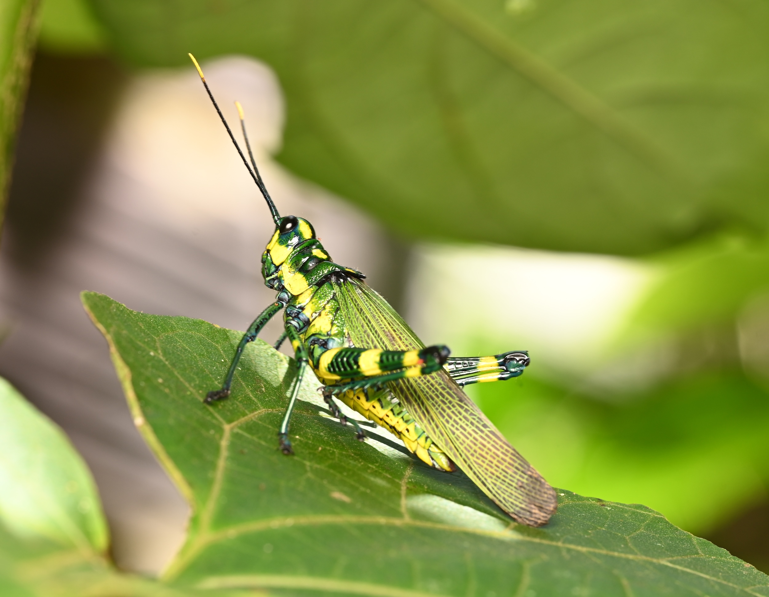 Photo taken on 16-12-2023 in Tena city park, Ecuador, with the Nikon Z6-II camera and Nikon Z MC 105mm f2.8 VR S lens and following settings:  f11, 1/60, ISO 200.