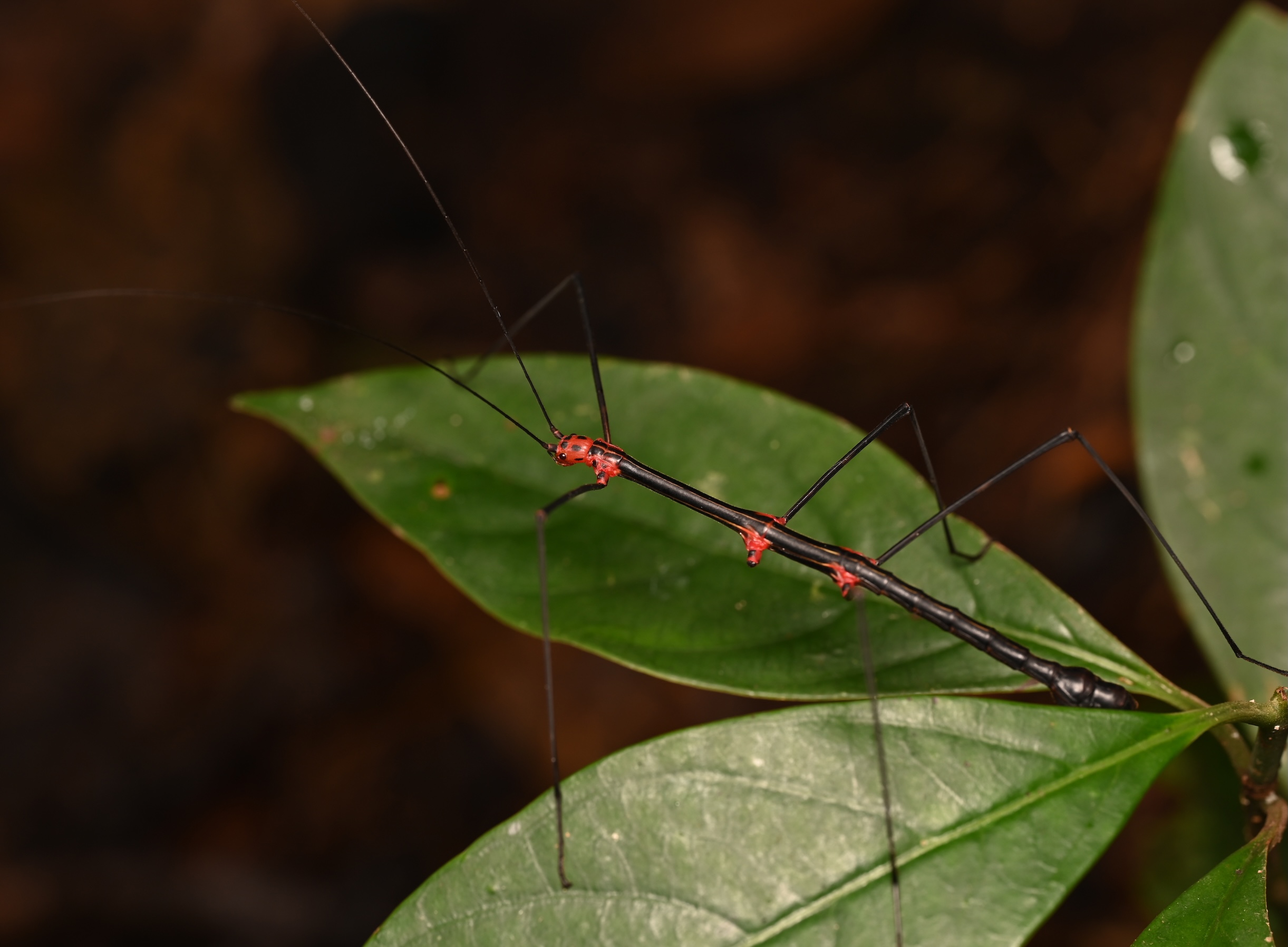 Photo taken on 16-12-2023 in Tena, Ecuador, with the Nikon Z6-II camera and Nikon Z MC 105mm f2.8 VR S lens and following settings:  f8, 1/60, ISO 200.