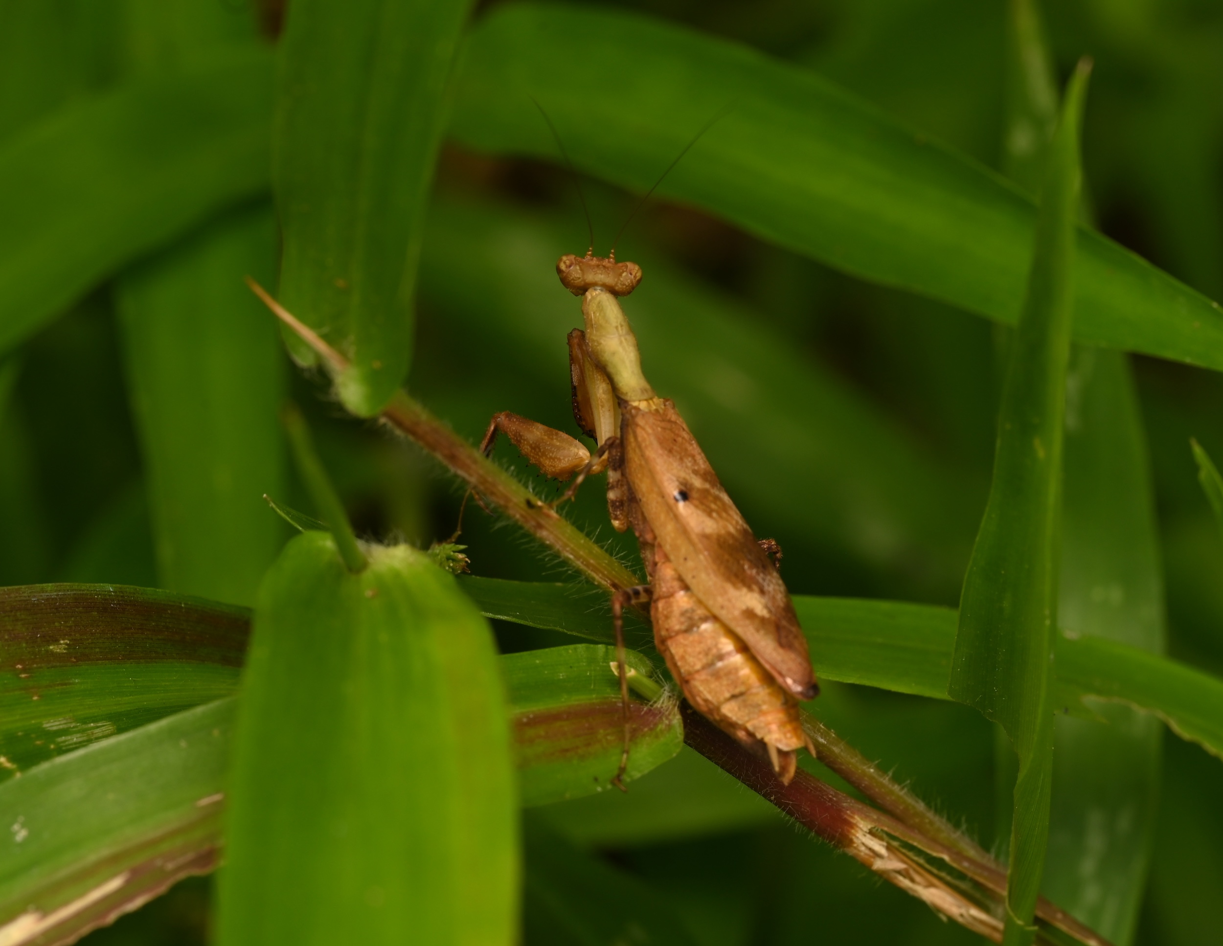 Photo taken on 31-07-2024 in La Concordia, Ecuador, with the Nikon Z6-II camera and Nikon Z MC 105mm f2.8 VR S lens and following settings:  f14, 1/100, ISO 200.