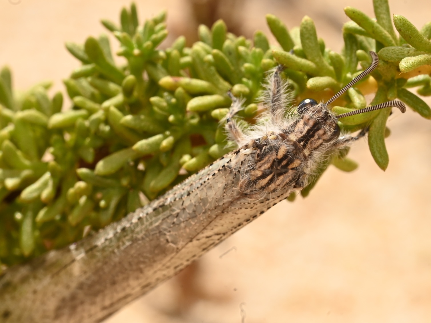 Photo taken on 24-08-2024 in Faro, Portugal, with the Nikon Z6-II camera and Nikon Z MC 105mm f2.8 VR S lens and following settings: f20, 1/125, ISO 200.