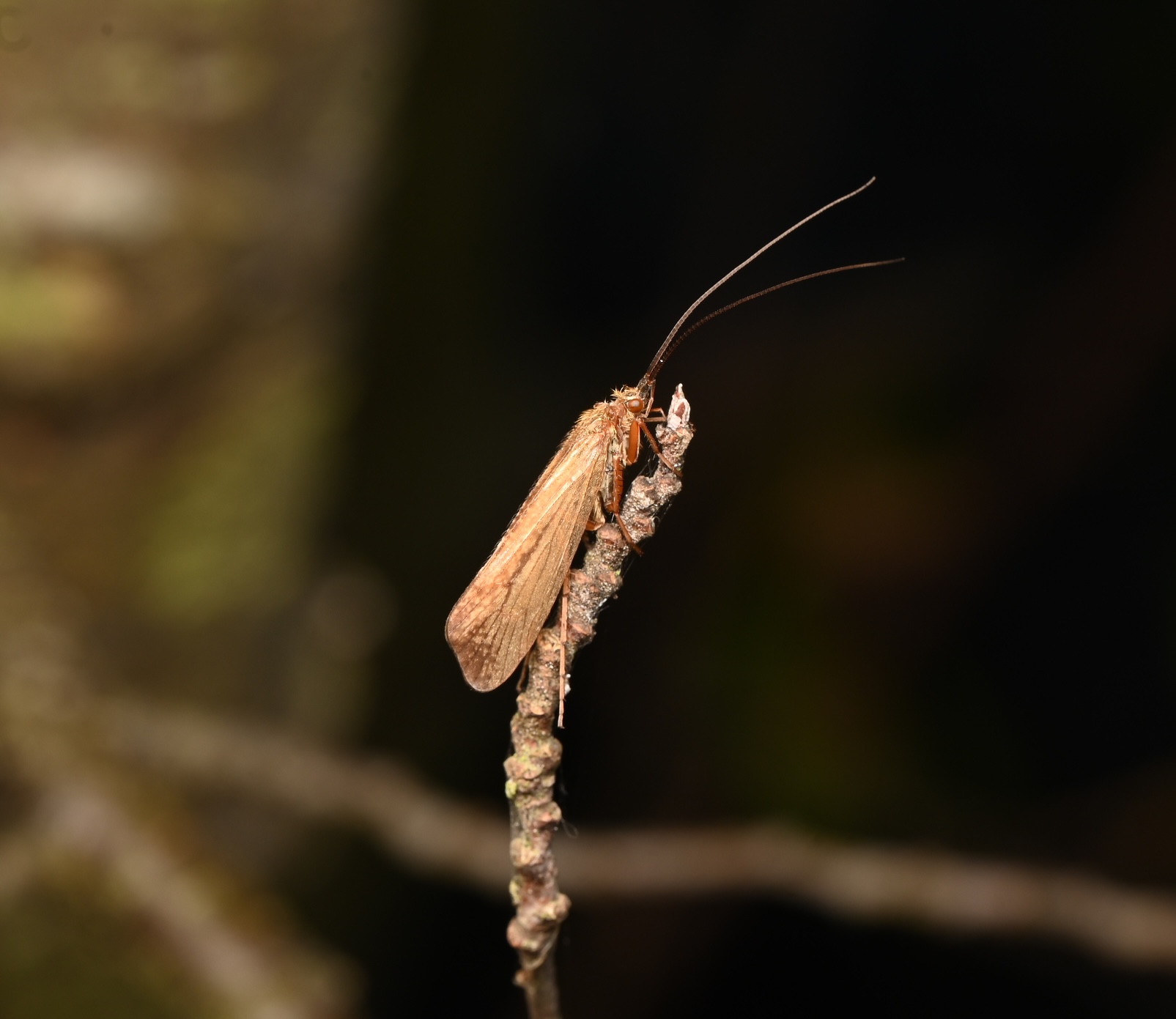 Photo taken on 08-09-2024 in Jarfalla, Sweden, with the Nikon Z6-II camera and Nikon Z MC 105mm f2.8 VR S lens and following settings:  f14, 1/200, ISO 200.