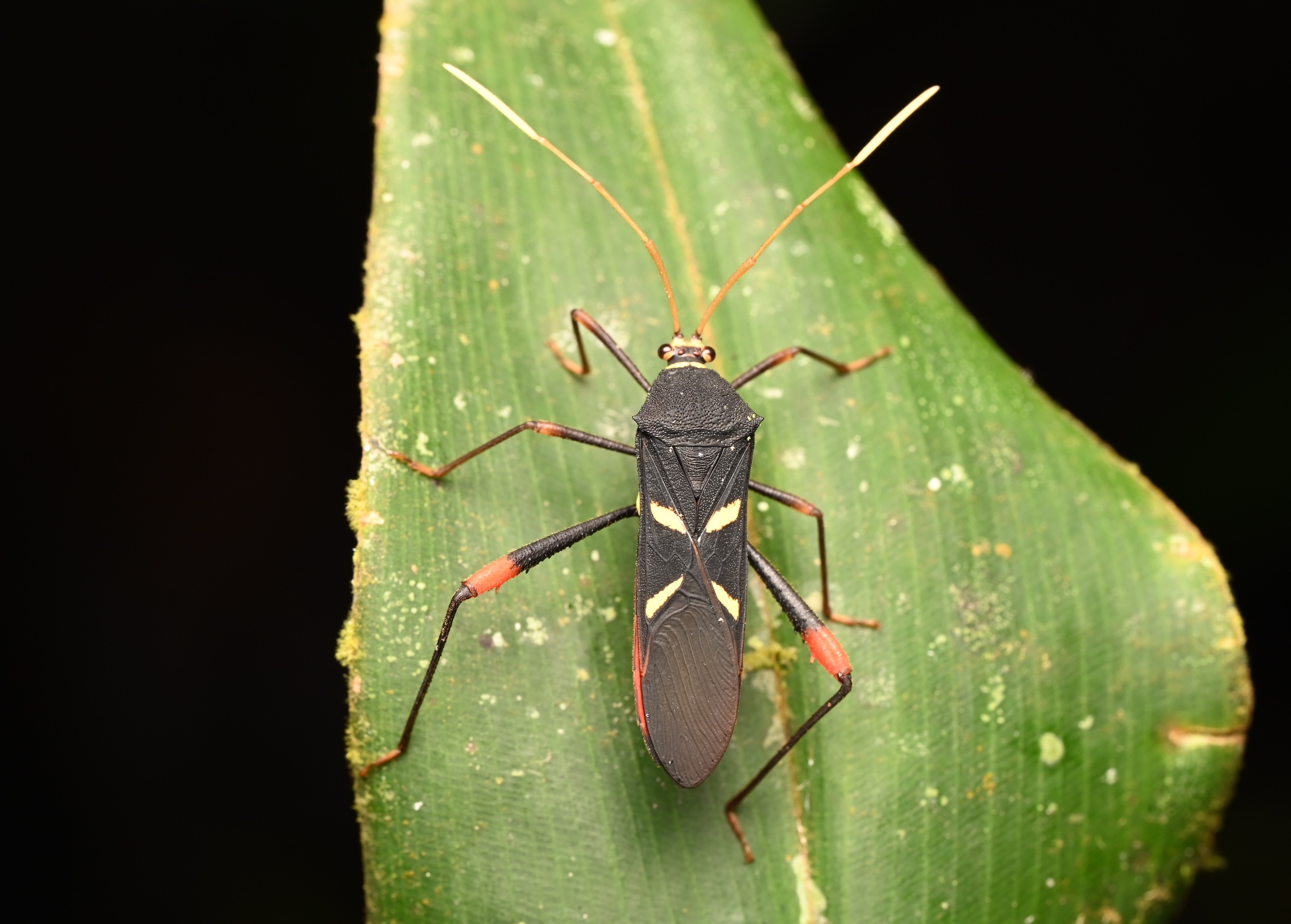 Photo taken on 05-08-2025 in Puyo, Ecuador, with the Nikon Z6-II camera and Nikon Z MC 105mm f2.8 VR S lens and following settings: f16, 1/200, ISO 320.