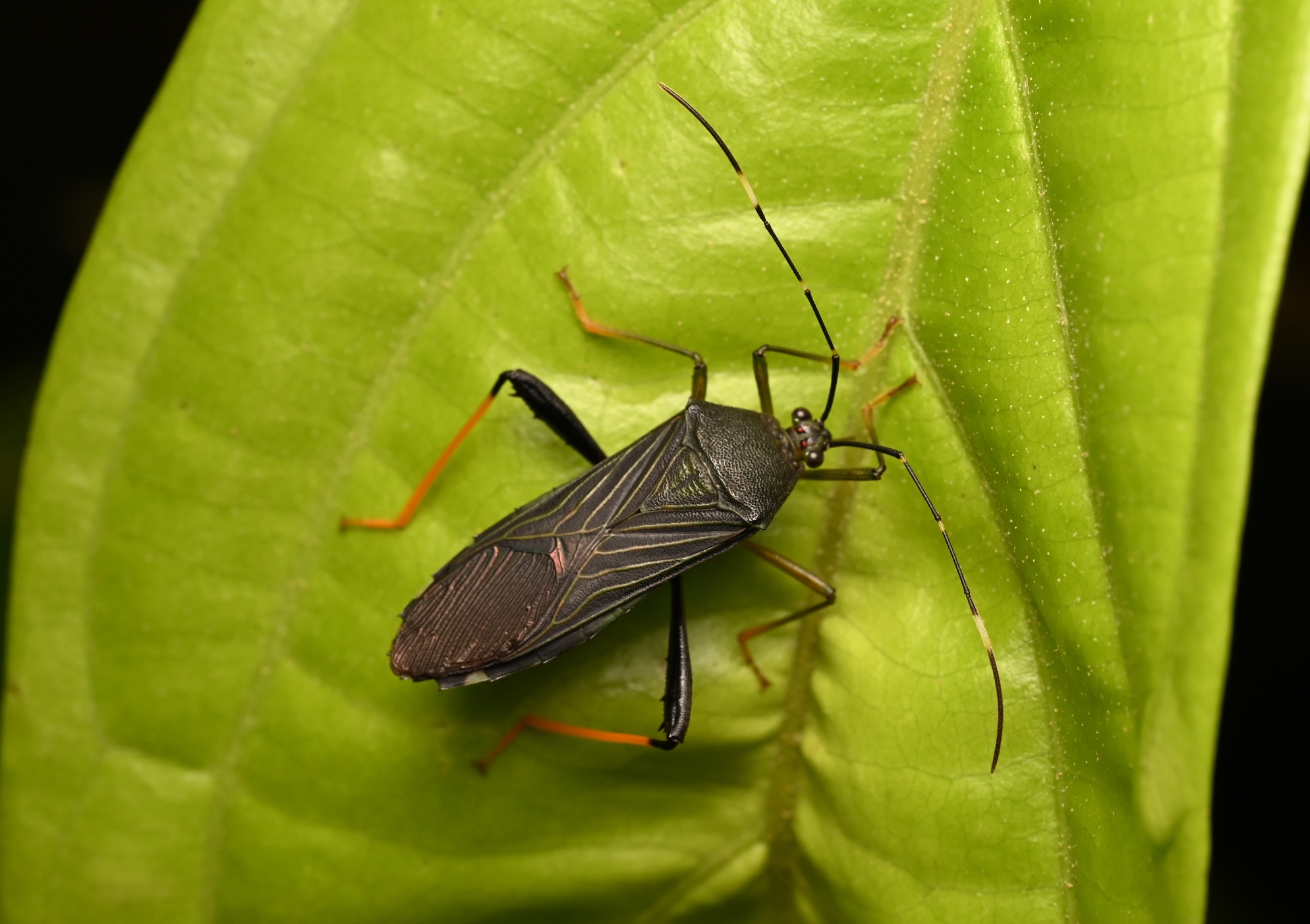 Photo taken on 05-08-2025 in Puyo, Ecuador, with the Nikon Z6-II camera and Nikon Z MC 105mm f2.8 VR S lens and following settings: f16, 1/200, ISO 320.