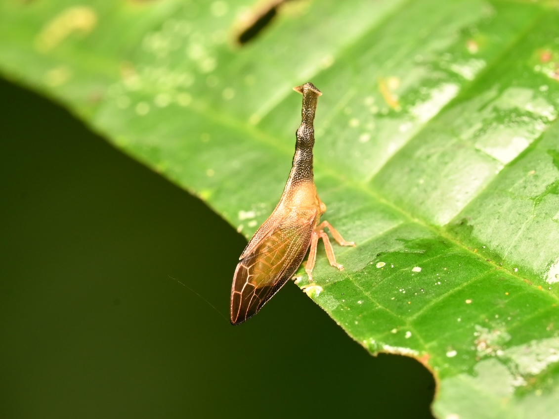 Photo taken on 05-08-2025 in Puyo, Ecuador, with the Nikon Z6-II camera and Nikon Z MC 105mm f2.8 VR S lens and following settings: f16, 1/200, ISO 320.