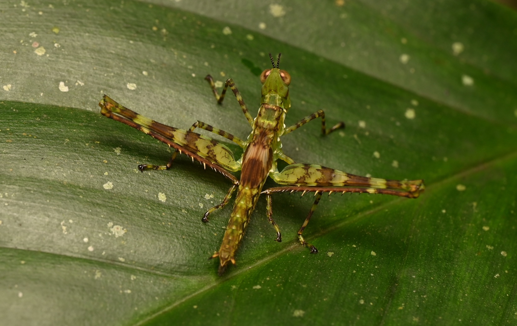 Photo taken on 05-08-2025 in Puyo, Ecuador, with the Nikon Z6-II camera and Nikon Z MC 105mm f2.8 VR S lens and following settings: f14, 1/200, ISO 320.