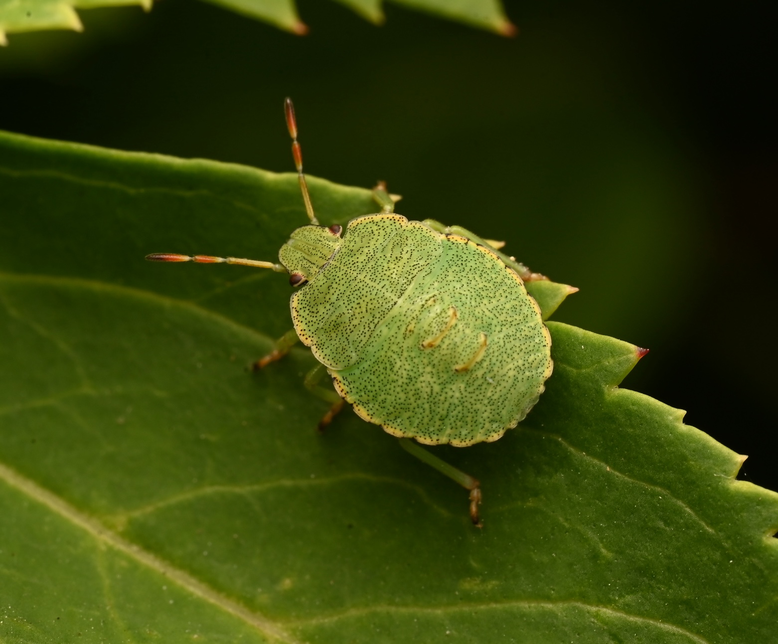Photo taken on 06-07-2025 in Serock, Poland, with the Nikon Z6-II camera and Nikon Z MC 105mm f2.8 VR S lens and following settings: f22, 1/200, ISO 320.