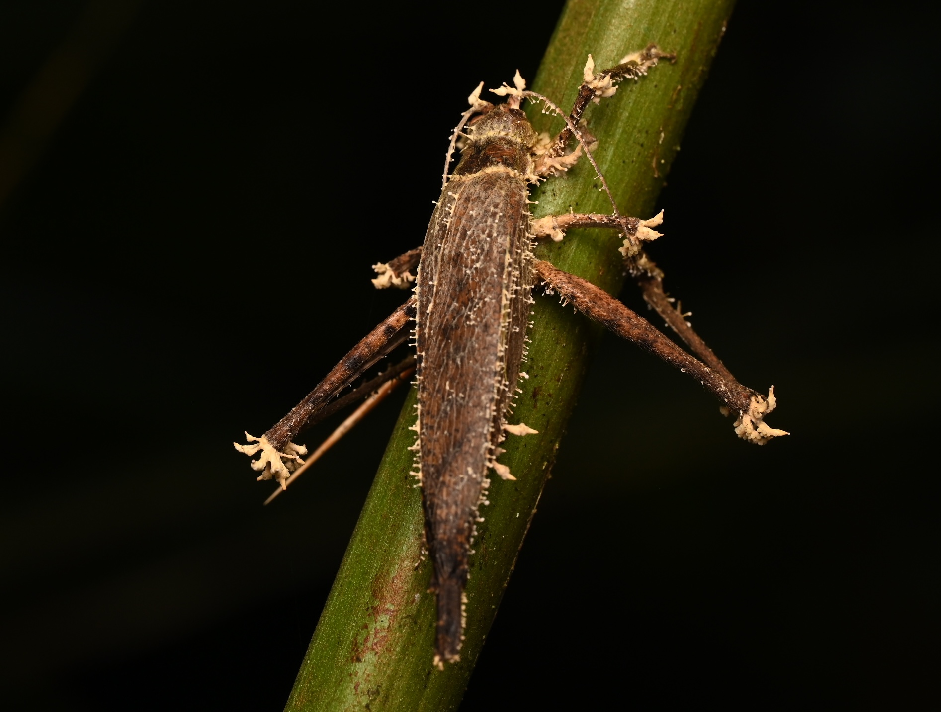 Photo taken on 05-08-2025 in Puyo, Ecuador, with the Nikon Z6-II camera and Nikon Z MC 105mm f2.8 VR S lens and following settings: f14, 1/200, ISO 320.