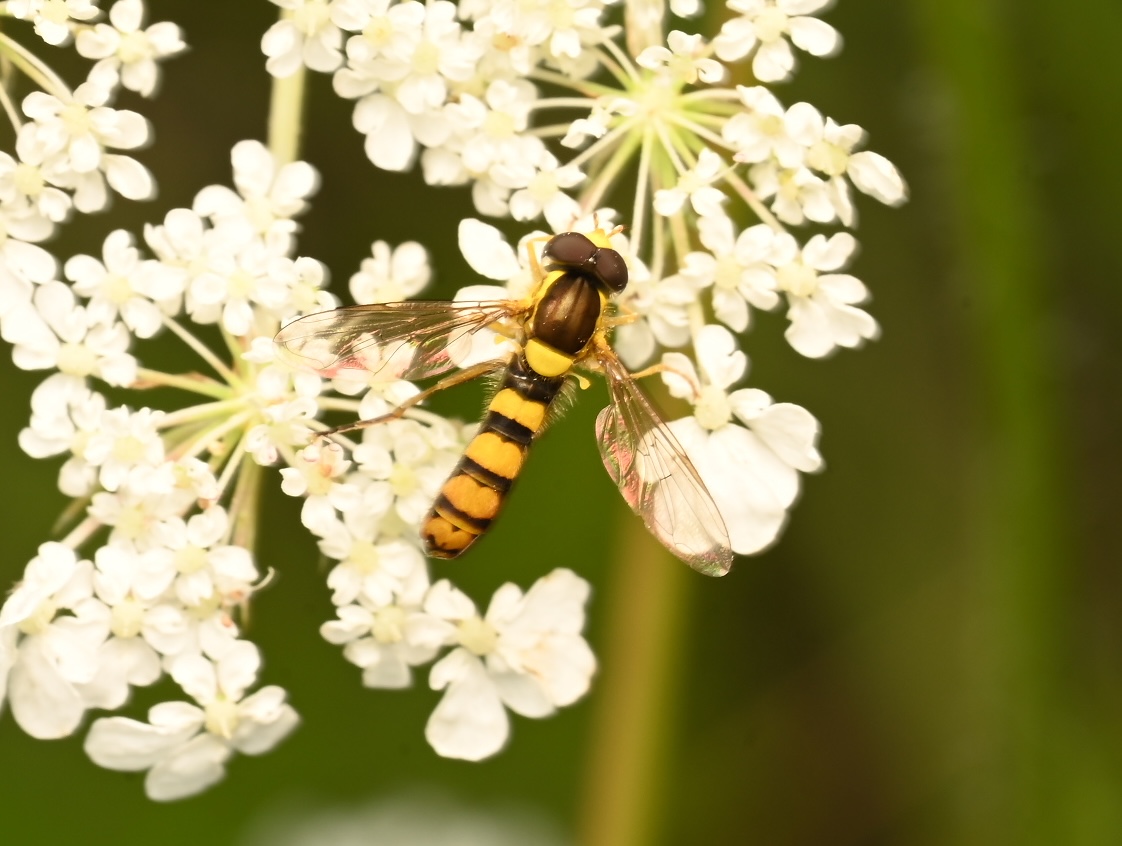 Photo taken on 30-08-2026 in Akalla, Sweden, with the Nikon Z6-II camera and Nikon Z MC 105mm f2.8 VR S lens and following settings: f18, 1/50, ISO 160.