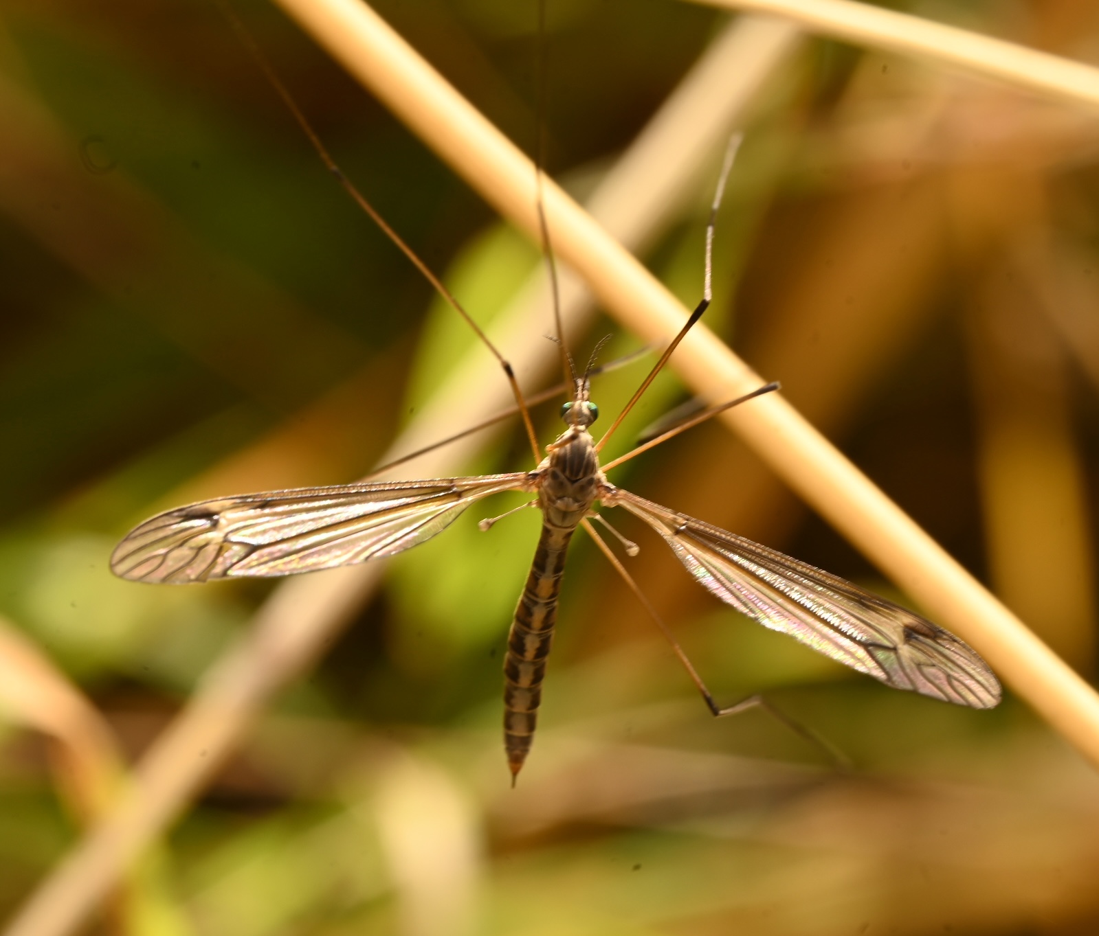 Photo taken on 30-08-2026 in Barkarby, Sweden, with the Nikon Z6-II camera and Nikon Z MC 105mm f2.8 VR S lens and following settings: f18, 1/50, ISO 160.