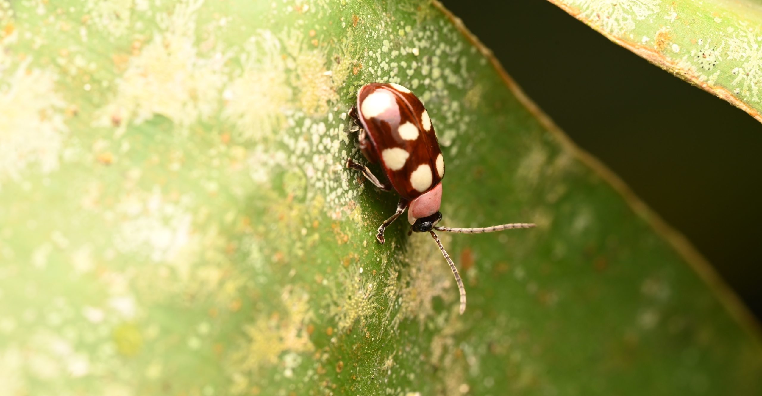 banner-flea-beetles