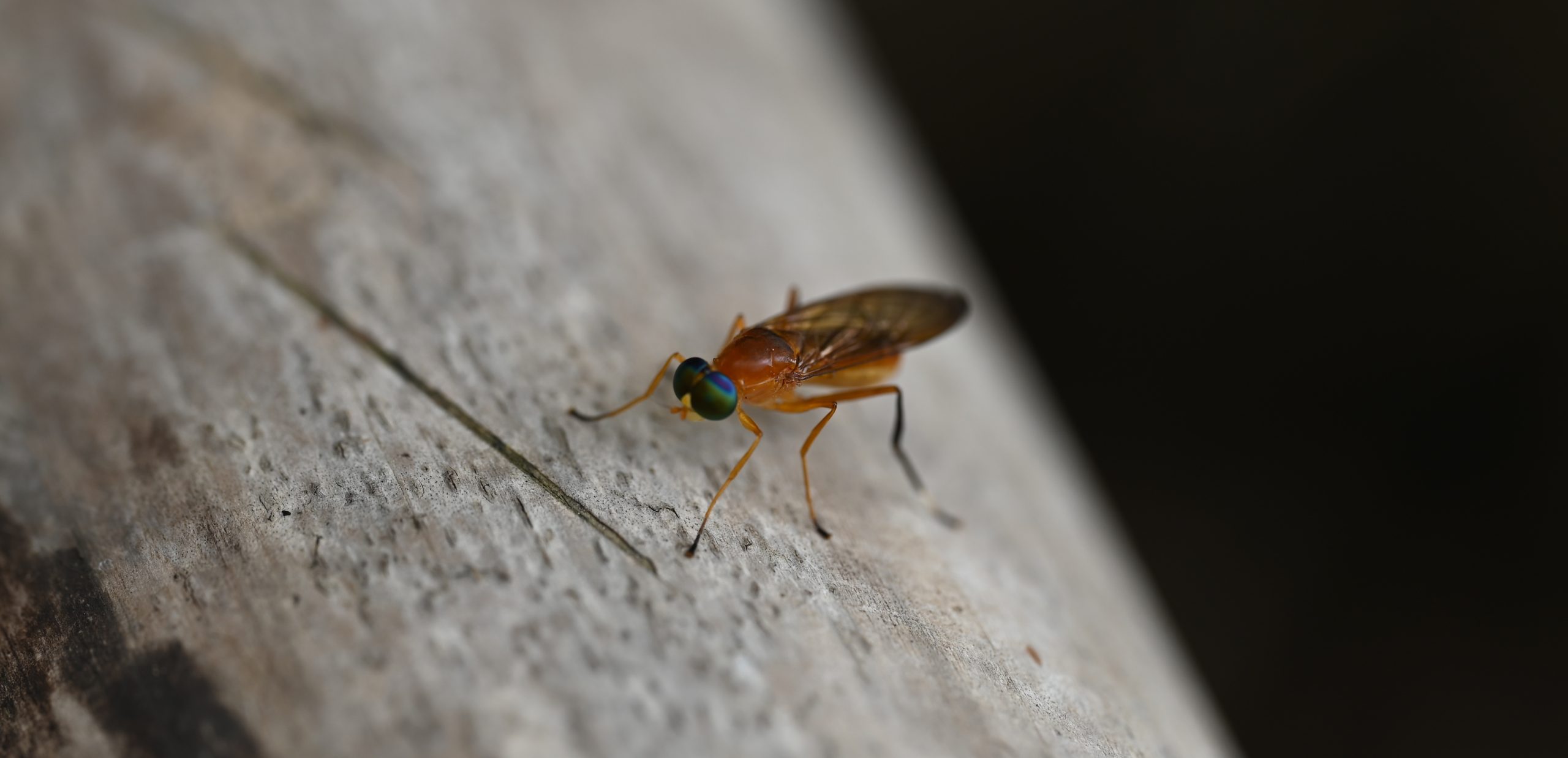 banner-flies