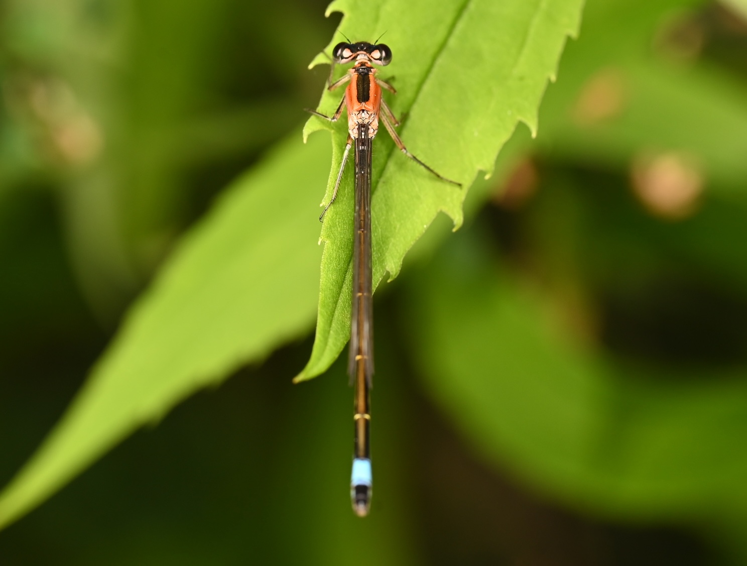 Photo taken on 05-07-2025 in Serock, Poland, with the Nikon Z6-II camera and Nikon Z MC 105mm f2.8 VR S lens and following settings: f10, 1/200, ISO 320.