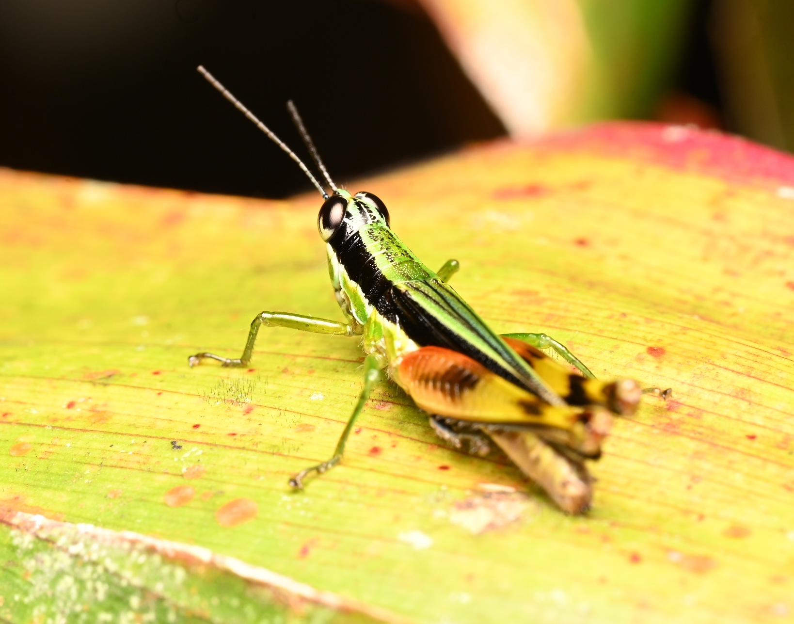 Photo taken on 04-08-2025 in Puyo, Ecuador, with the Nikon Z6-II camera and Nikon Z MC 105mm f2.8 VR S lens and following settings: f18, 1/200, ISO 320.