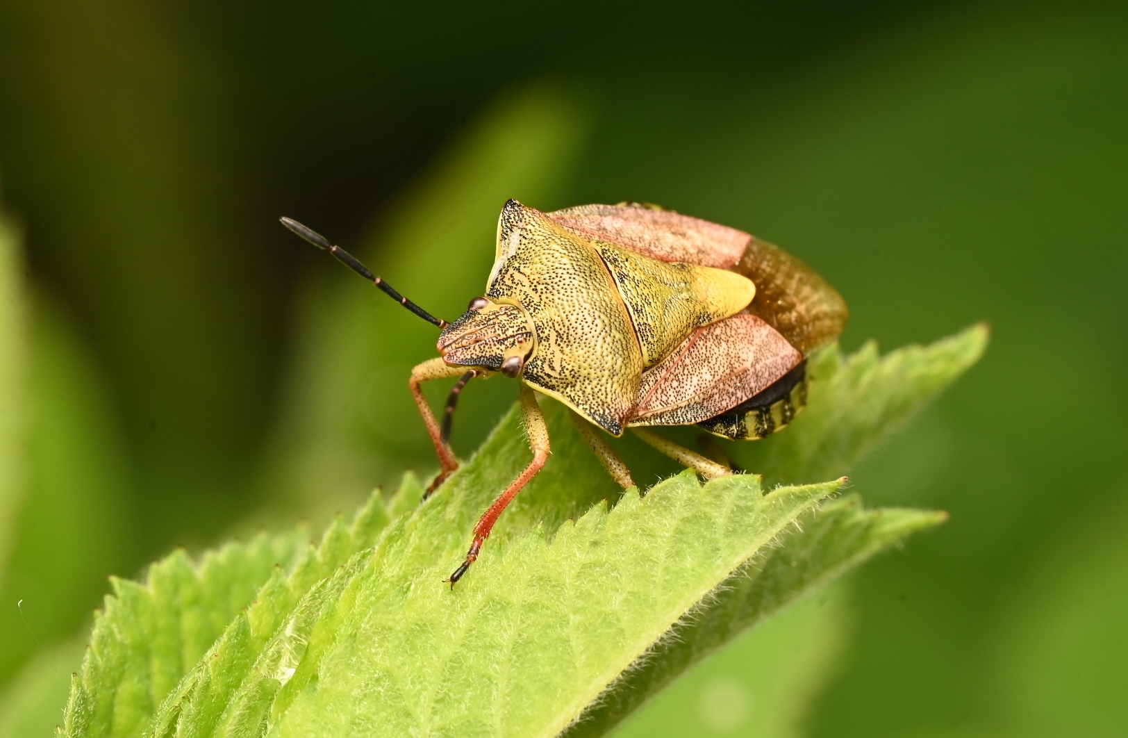 Photo taken on 05-06-2026 in Jarvsta, Sweden, with the Nikon Z6-II camera and Nikon Z MC 105mm f2.8 VR S lens and following settings: f20, 1/200, ISO 250.