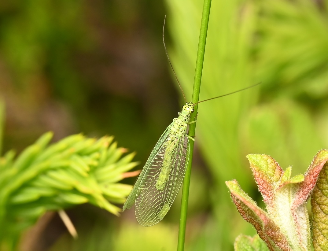 Photo taken on 06-06-2026 in Norrtjärn, Sweden, with the Nikon Z6-II camera and Nikon Z MC 105mm f2.8 VR S lens and following settings: f14, 1/200, ISO 250.