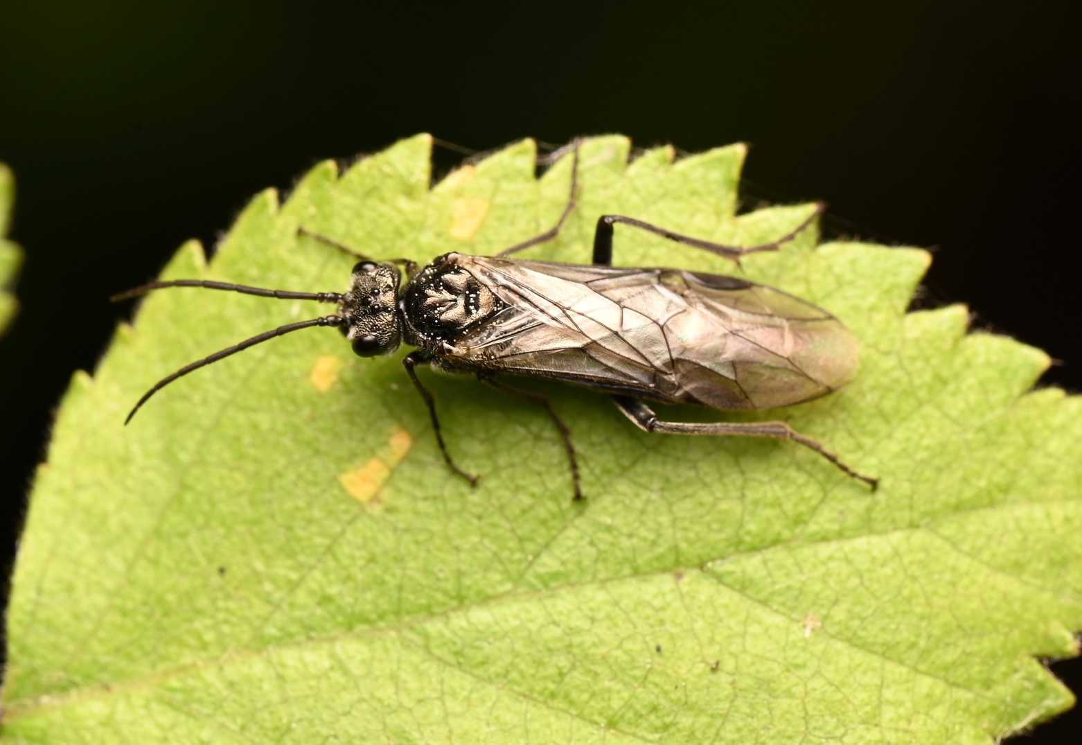 Photo taken on 17-06-2026 in Luleå, Sweden, with the Nikon Z6-II camera and Nikon Z MC 105mm f2.8 VR S lens and following settings: f16, 1/200, ISO 160.