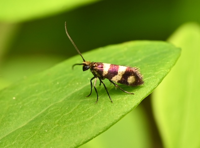Photo taken on 20-06-2026 in Merihelmi camping, Finland, with the Nikon Z6-II camera and Nikon Z MC 105mm f2.8 VR S lens and following settings:  f11, 1/200, ISO 200.