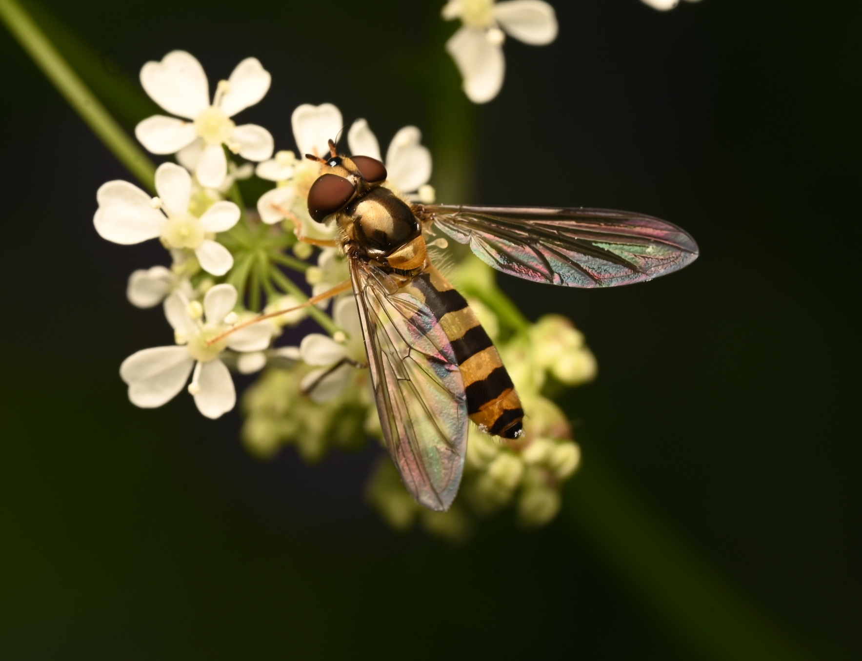 Photo taken on 10-06-2026 in Edanger, Sweden, with the Nikon Z6-II camera and Nikon Z MC 105mm f2.8 VR S lens and following settings: f18, 1/200, ISO 160.