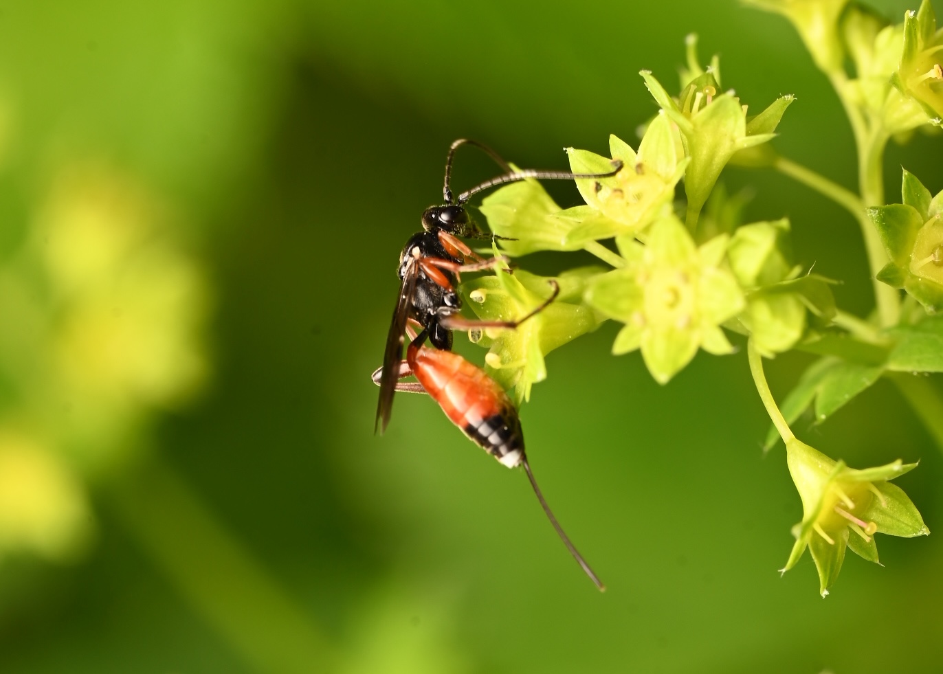 Photo taken on 13-06-2026 in Vasterstensatter, Sweden, with the Nikon Z6-II camera and Nikon Z MC 105mm f2.8 VR S lens and following settings:  f14, 1/200, ISO 160.
