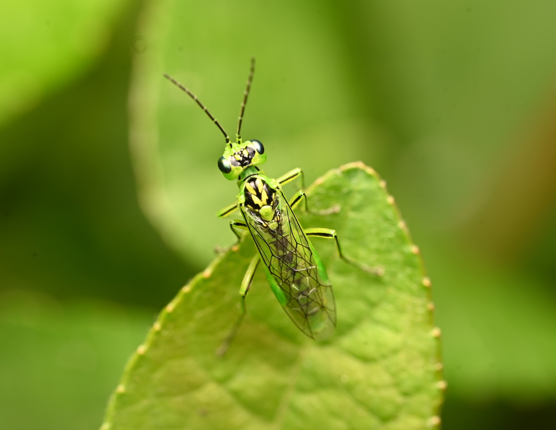 Photo taken on 13-06-2026 in Bergsjo, Sweden, with the Nikon Z6-II camera and Nikon Z MC 105mm f2.8 VR S lens and following settings: f13, 1/200, ISO 200.