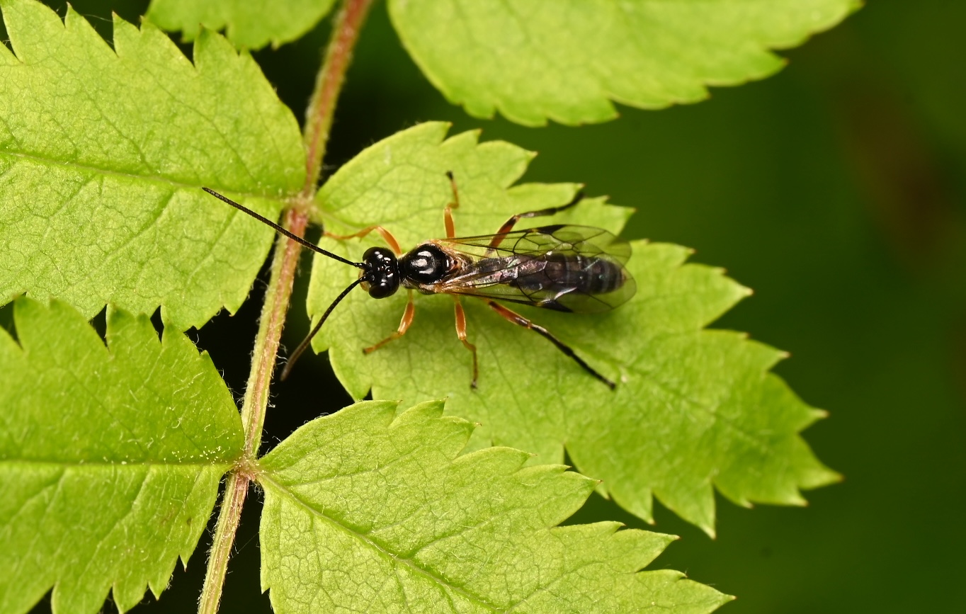 Photo taken on 16-06-2026 in Lufta Camping, Ånäset, Sweden, with the Nikon Z6-II camera and Nikon Z MC 105mm f2.8 VR S lens and following settings: f14, 1/200, ISO 160.