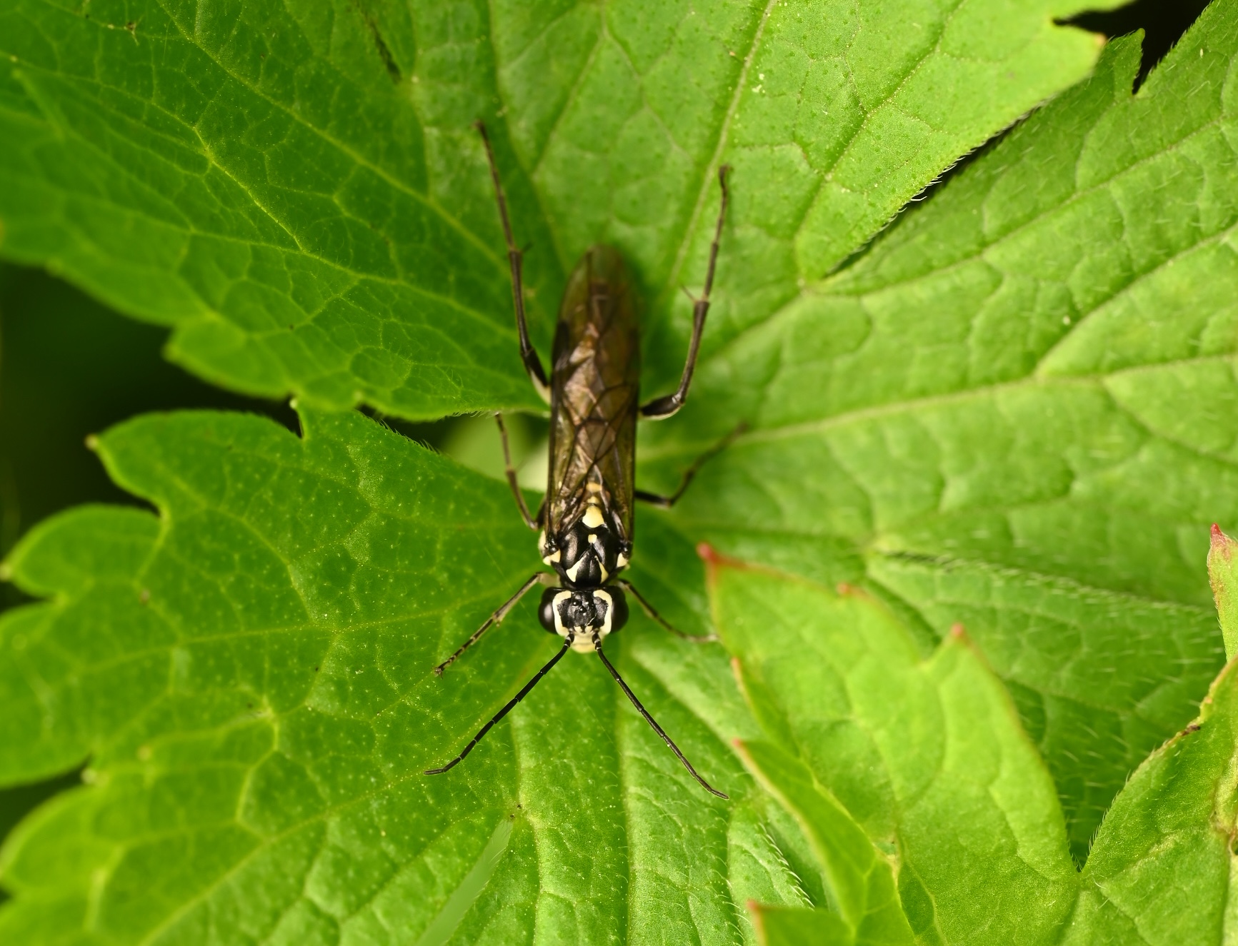 Photo taken on 16-06-2026 in Lufta Camping, Ånäset, Sweden, with the Nikon Z6-II camera and Nikon Z MC 105mm f2.8 VR S lens and following settings: f13, 1/200, ISO 160.