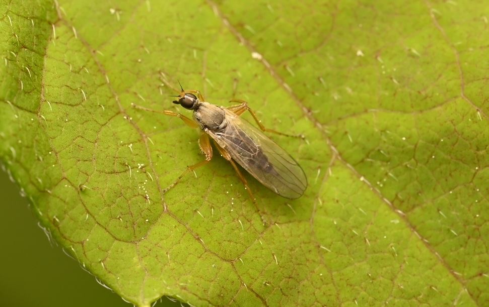 Photo taken on 17-06-2026 in Byske camping, Sweden, with the Nikon Z6-II camera and Nikon Z MC 105mm f2.8 VR S lens and following settings: f14, 1/200, ISO 160.