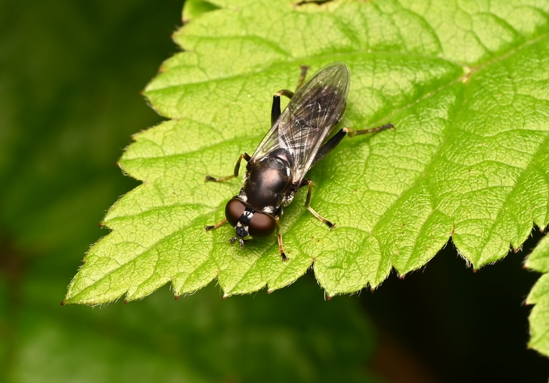 Photo taken on 26-06-2026 in Kaitsor, Finland, with the Nikon Z6-II camera and Nikon Z MC 105mm f2.8 VR S lens and following settings: f14, 1/200, ISO 250.