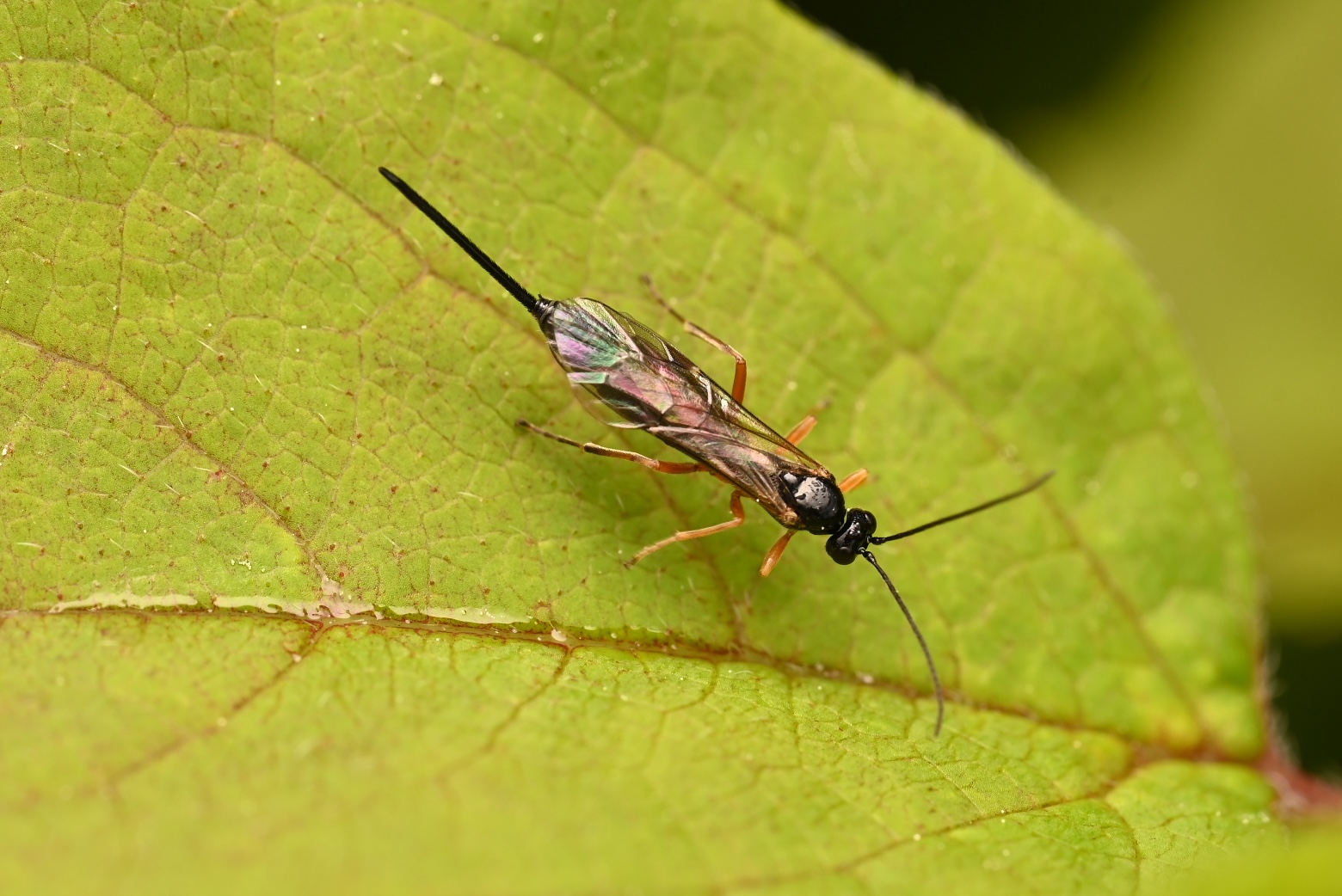Photo taken on 17-06-2026 in Byske camping, Sweden, with the Nikon Z6-II camera and Nikon Z MC 105mm f2.8 VR S lens and following settings: f13, 1/200, ISO 160.