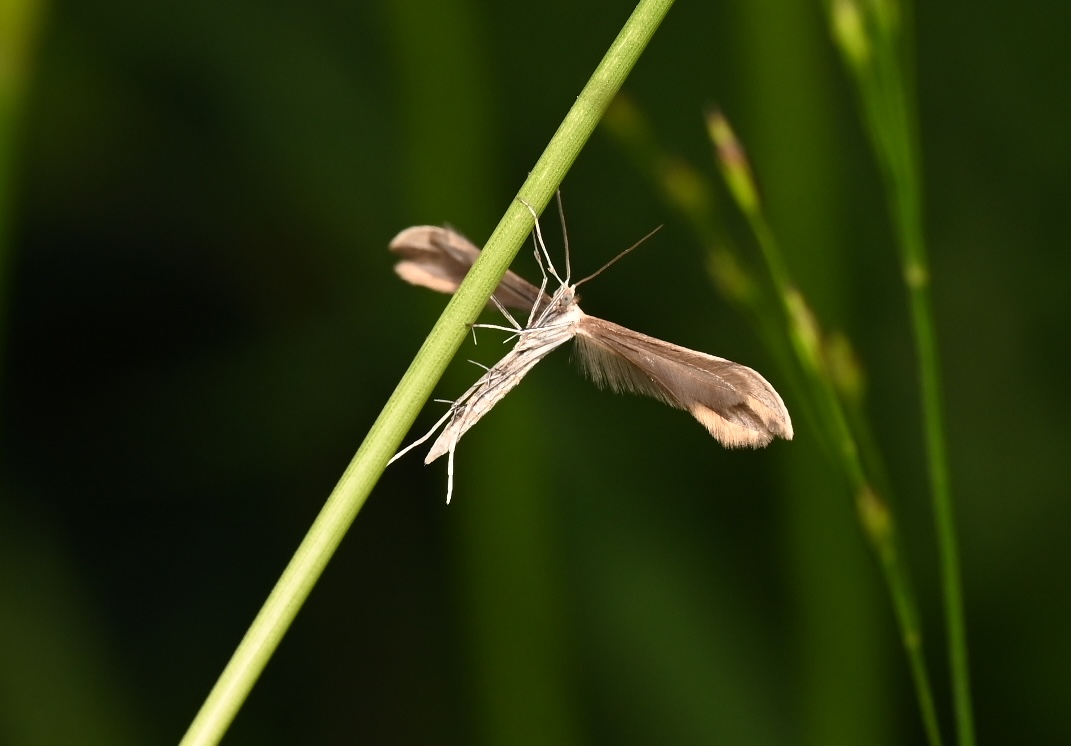 Photo taken on 24-06-2026 in Kokkola, Finland, with the Nikon Z6-II camera and Nikon Z MC 105mm f2.8 VR S lens and following settings:  f11, 1/200, ISO 400.