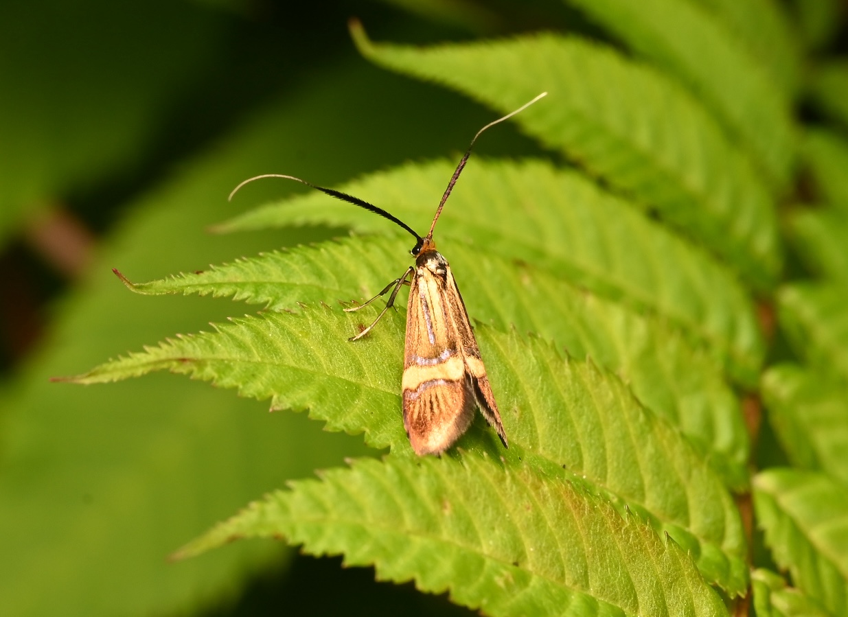 Photo taken on 24-06-2026 in Kokkola, Finland, with the Nikon Z6-II camera and Nikon Z MC 105mm f2.8 VR S lens and following settings: f14, 1/200, ISO 400.