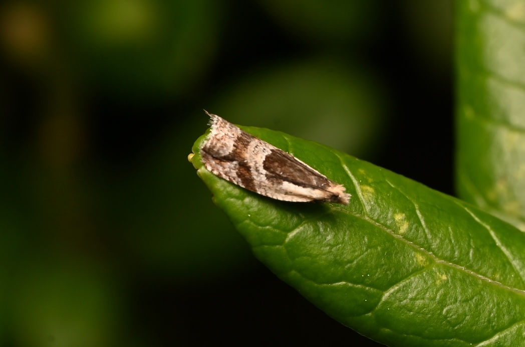 Photo taken on 18-06-2026 in Högsön, Sweden, with the Nikon Z6-II camera and Nikon Z MC 105mm f2.8 VR S lens and following settings:  f16, 1/200, ISO 160.