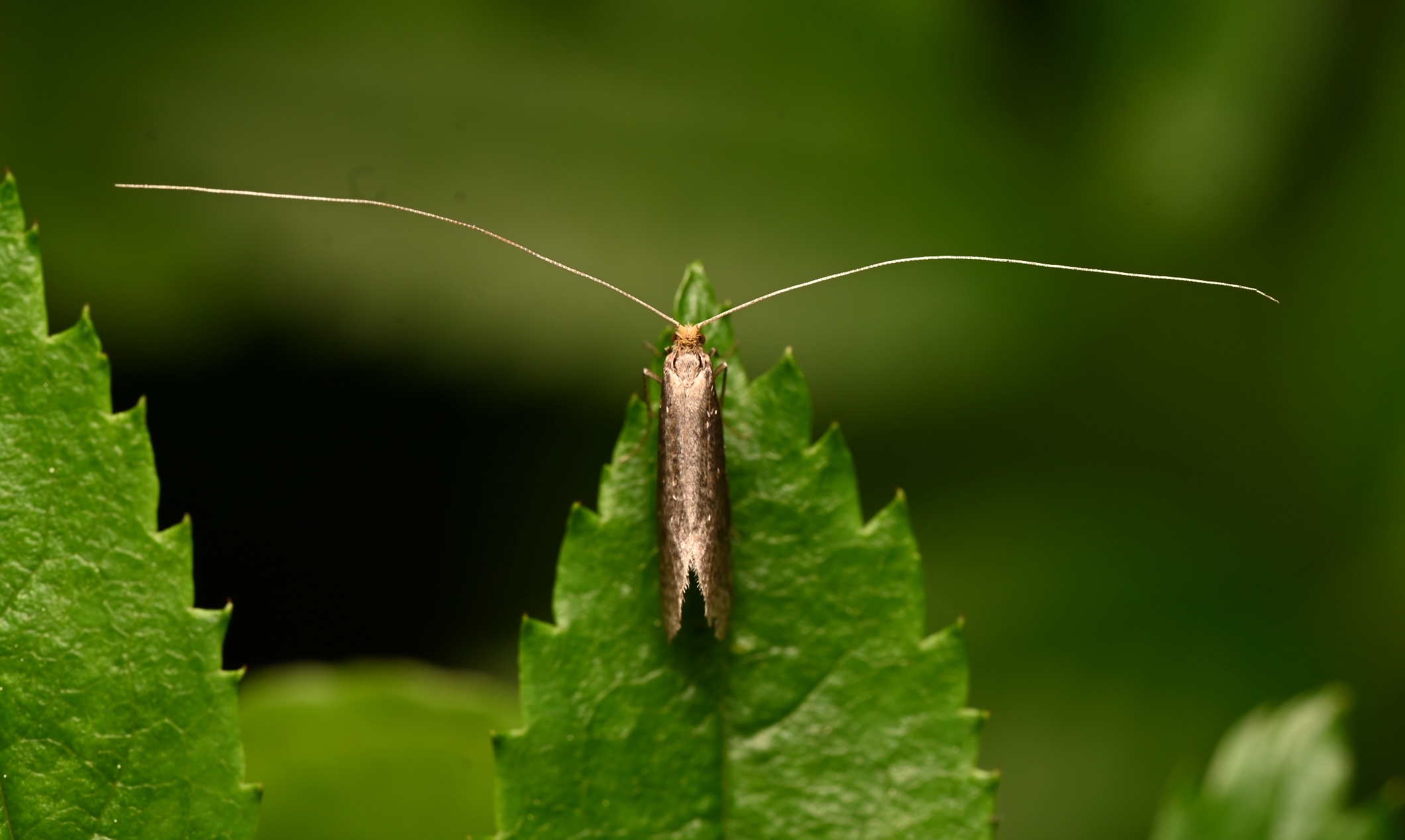 Photo taken on 18-06-2026 in Töre camping, Sweden, with the Nikon Z6-II camera and Nikon Z MC 105mm f2.8 VR S lens and following settings:  f13, 1/200, ISO 160.