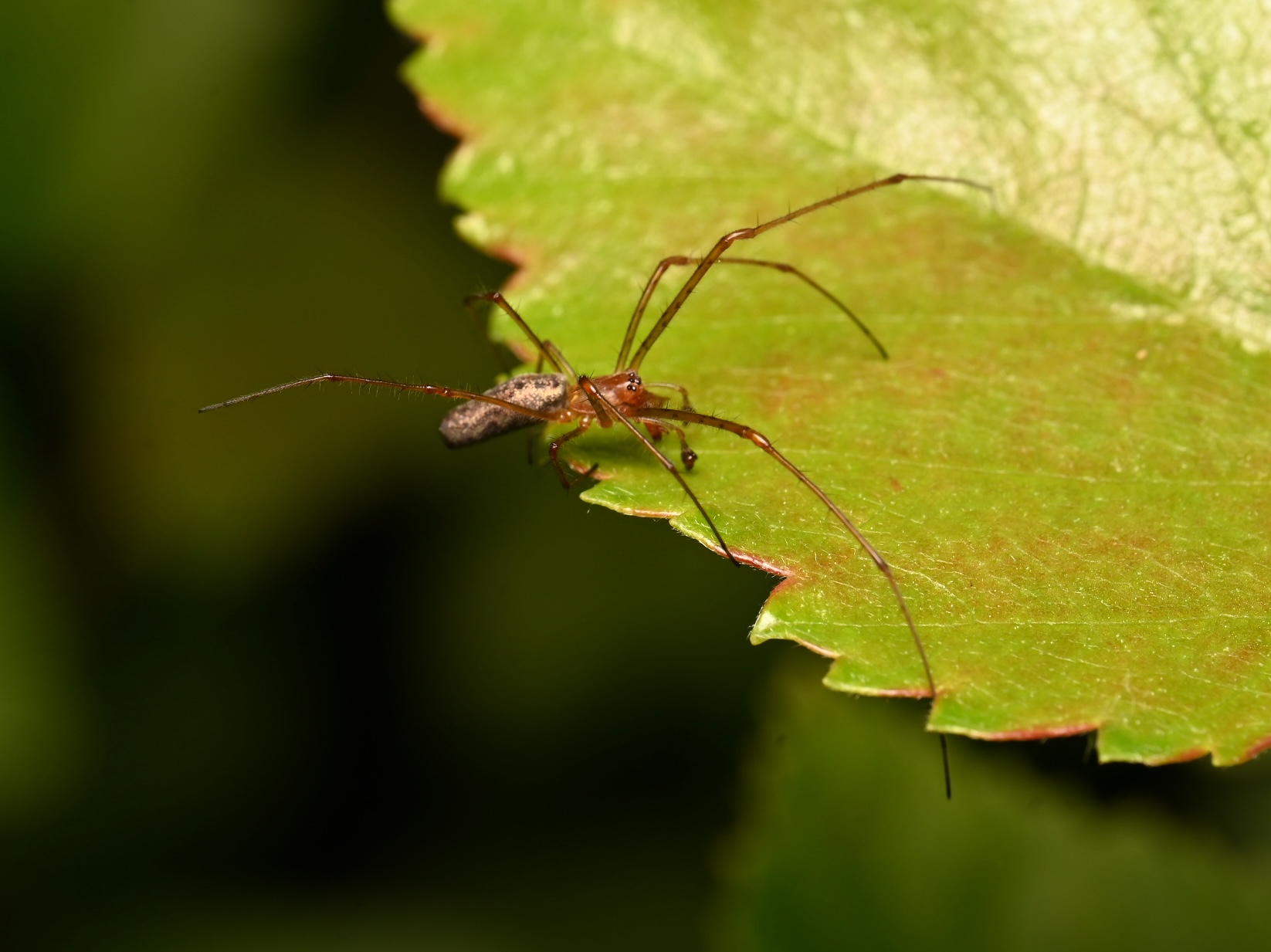 Photo taken on 18-06-2026 in Töre camping, Sweden, with the Nikon Z6-II camera and Nikon Z MC 105mm f2.8 VR S lens and following settings: f14, 1/200, ISO 160.