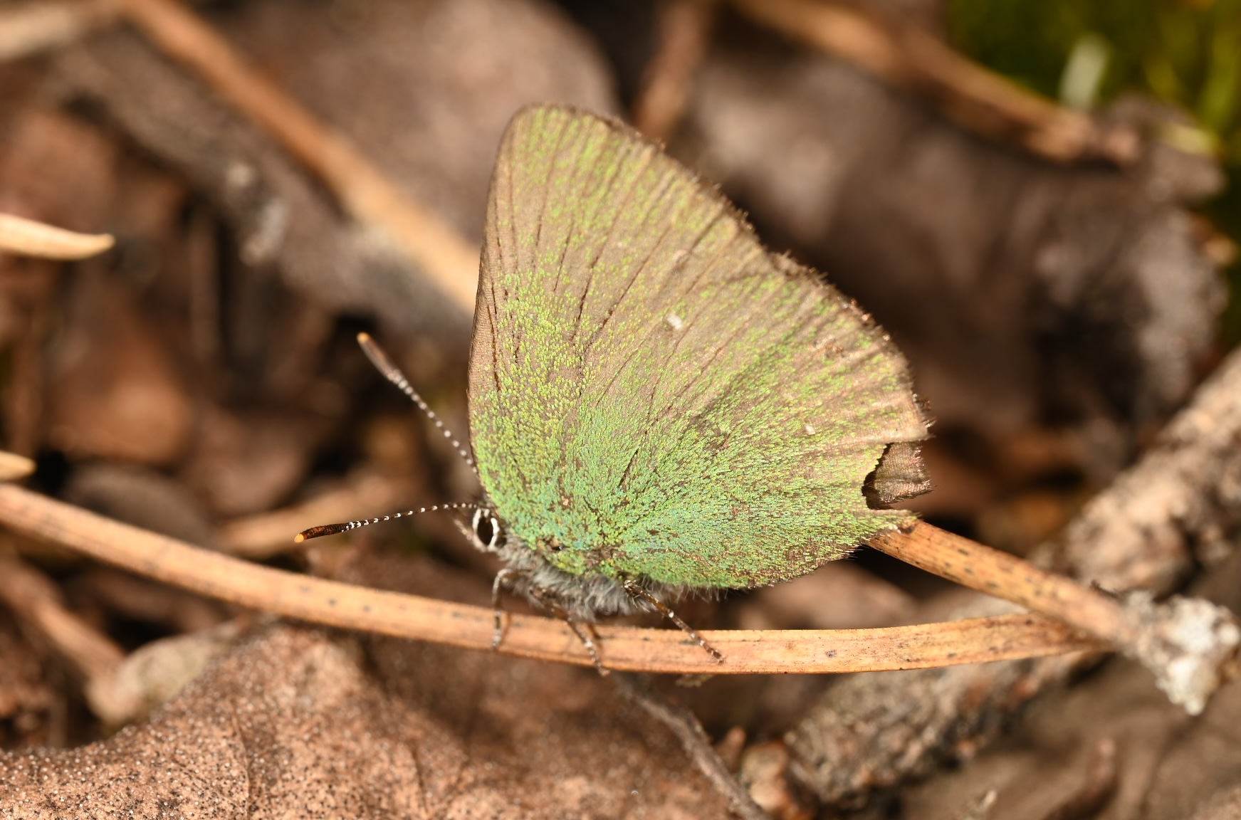 Photo taken on 19-06-2026 in Björkfors, Sweden, with the Nikon Z6-II camera and Nikon Z MC 105mm f2.8 VR S lens and following settings:  f13, 1/200, ISO 100.