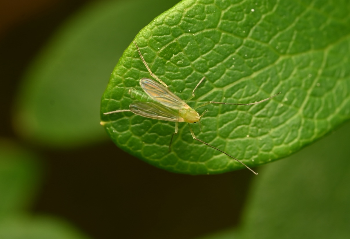 Photo taken on 20-06-2026 in Merihelmi camping, Finland, with the Nikon Z6-II camera and Nikon Z MC 105mm f2.8 VR S lens and following settings: f13, 1/200, ISO 200.