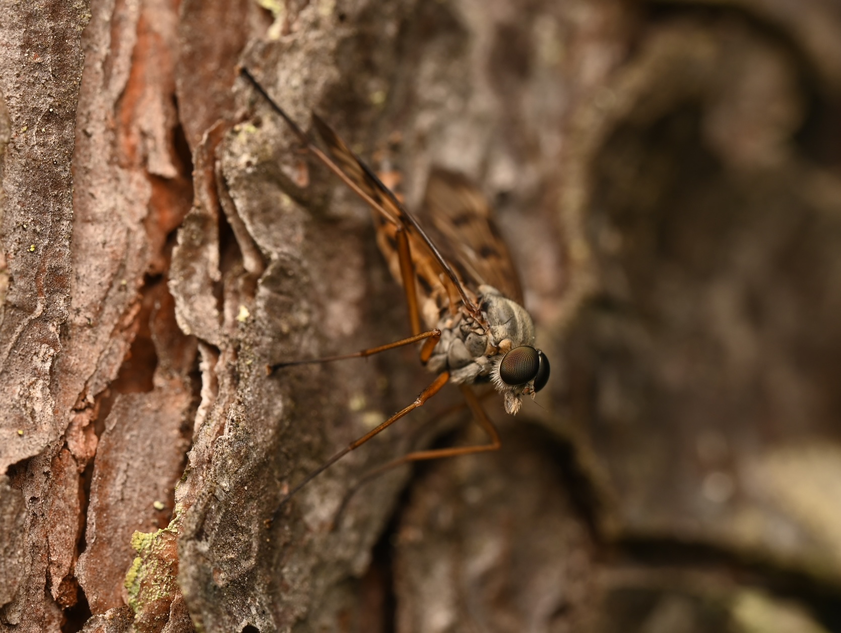 Photo taken on 21-06-2026 in Haukipudas, Finland, with the Nikon Z6-II camera and Nikon Z MC 105mm f2.8 VR S lens and following settings: f11, 1/200, ISO 100.