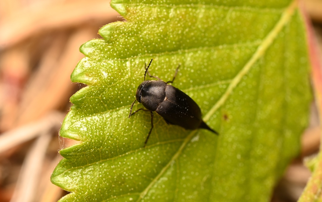 Photo taken on 23-06-2026 in Slikajoenkylä, Finland, with the Nikon Z6-II camera and Nikon Z MC 105mm f2.8 VR S lens and following settings:  f13, 1/200, ISO 100.