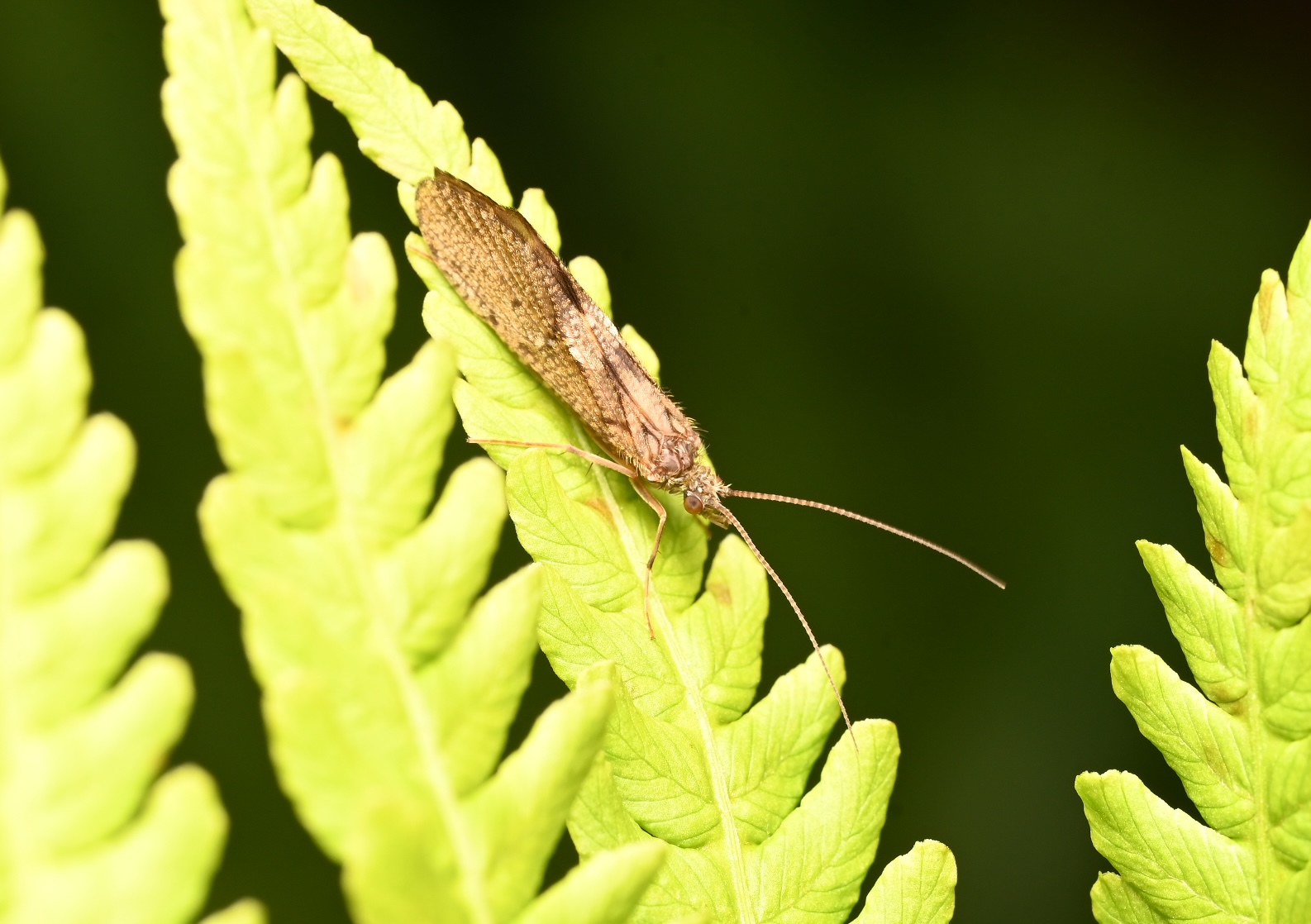 Photo taken on 23-06-2026 in KieloCamp, Pyhäjoki, Finland, with the Nikon Z6-II camera and Nikon Z MC 105mm f2.8 VR S lens and following settings:  f14, 1/200, ISO 320.