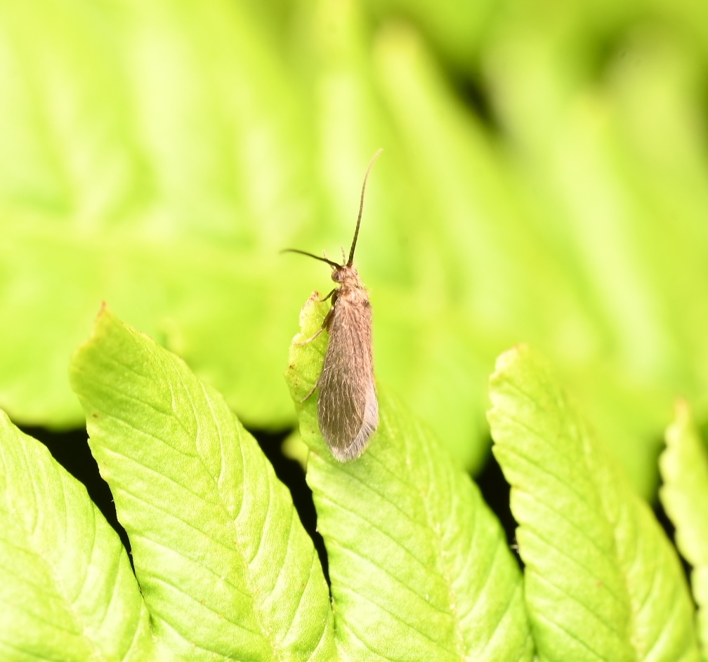 Photo taken on 23-06-2026 in KieloCamp, Pyhäjoki, Finland, with the Nikon Z6-II camera and Nikon Z MC 105mm f2.8 VR S lens and following settings:  f14, 1/200, ISO 320.