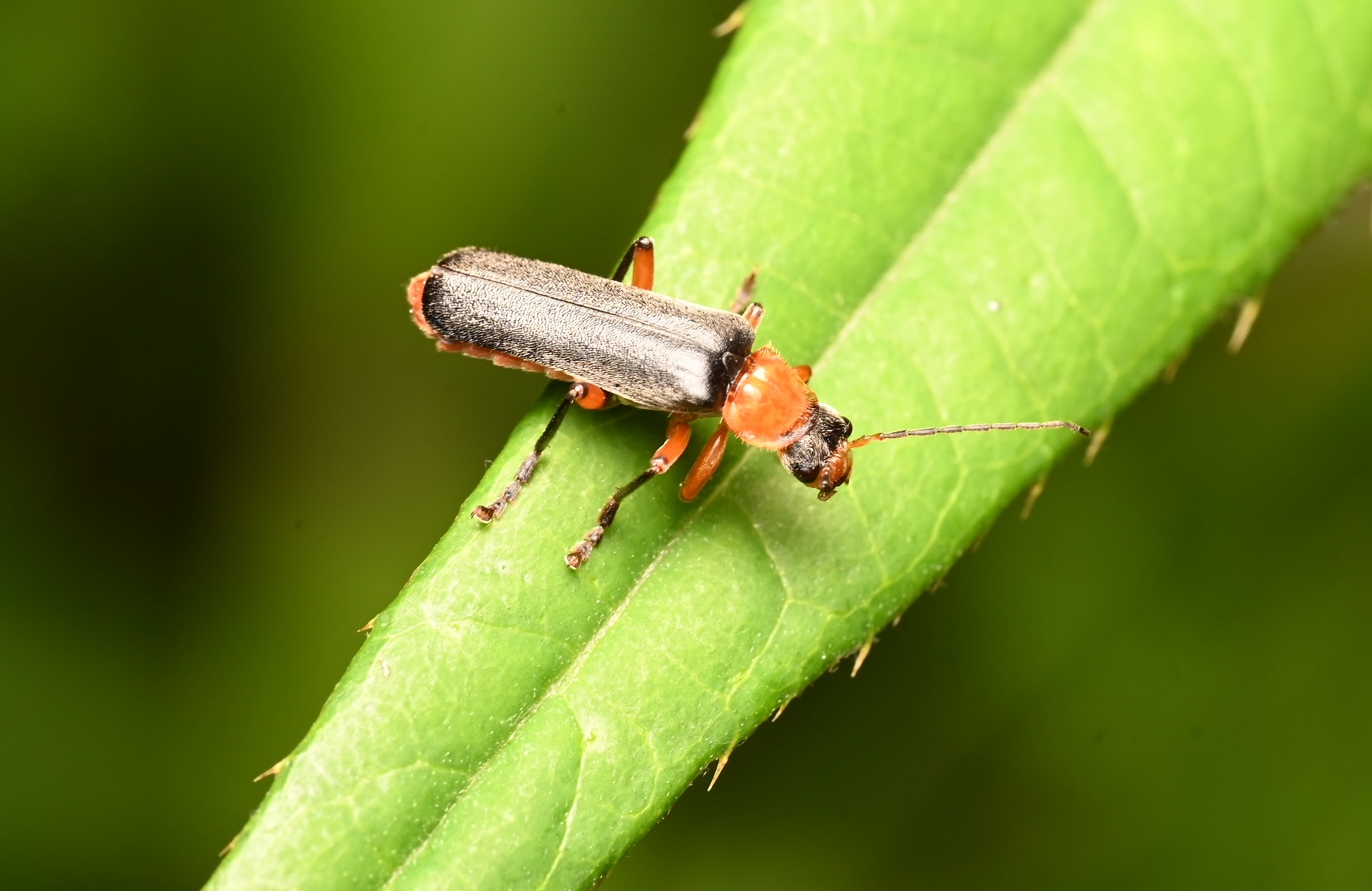 Photo taken on 23-06-2026 in KieloCamp, Pyhäjoki, Finland, with the Nikon Z6-II camera and Nikon Z MC 105mm f2.8 VR S lens and following settings:  f16, 1/200, ISO 320.