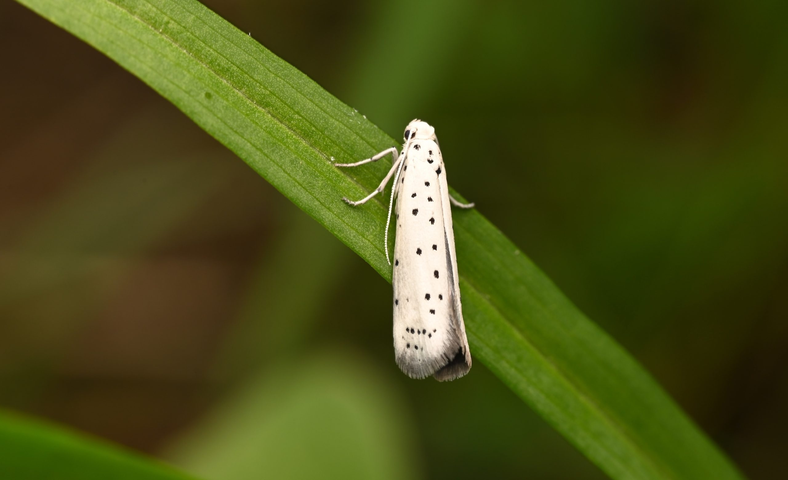 banner-moths