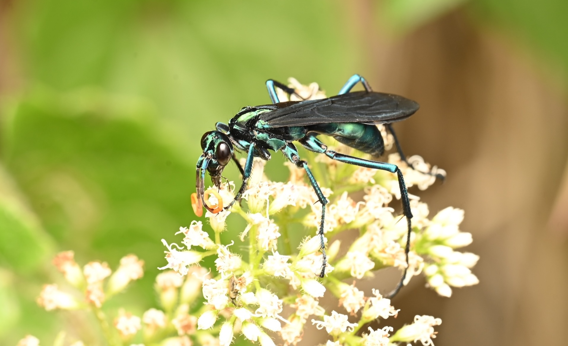 banner-wasps