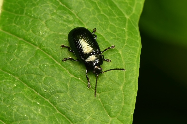 Photo taken on 26-06-2026 in Kaitsor, Finland, with the Nikon Z6-II camera and Nikon Z MC 105mm f2.8 VR S lens and following settings: f16, 1/200, ISO 125.